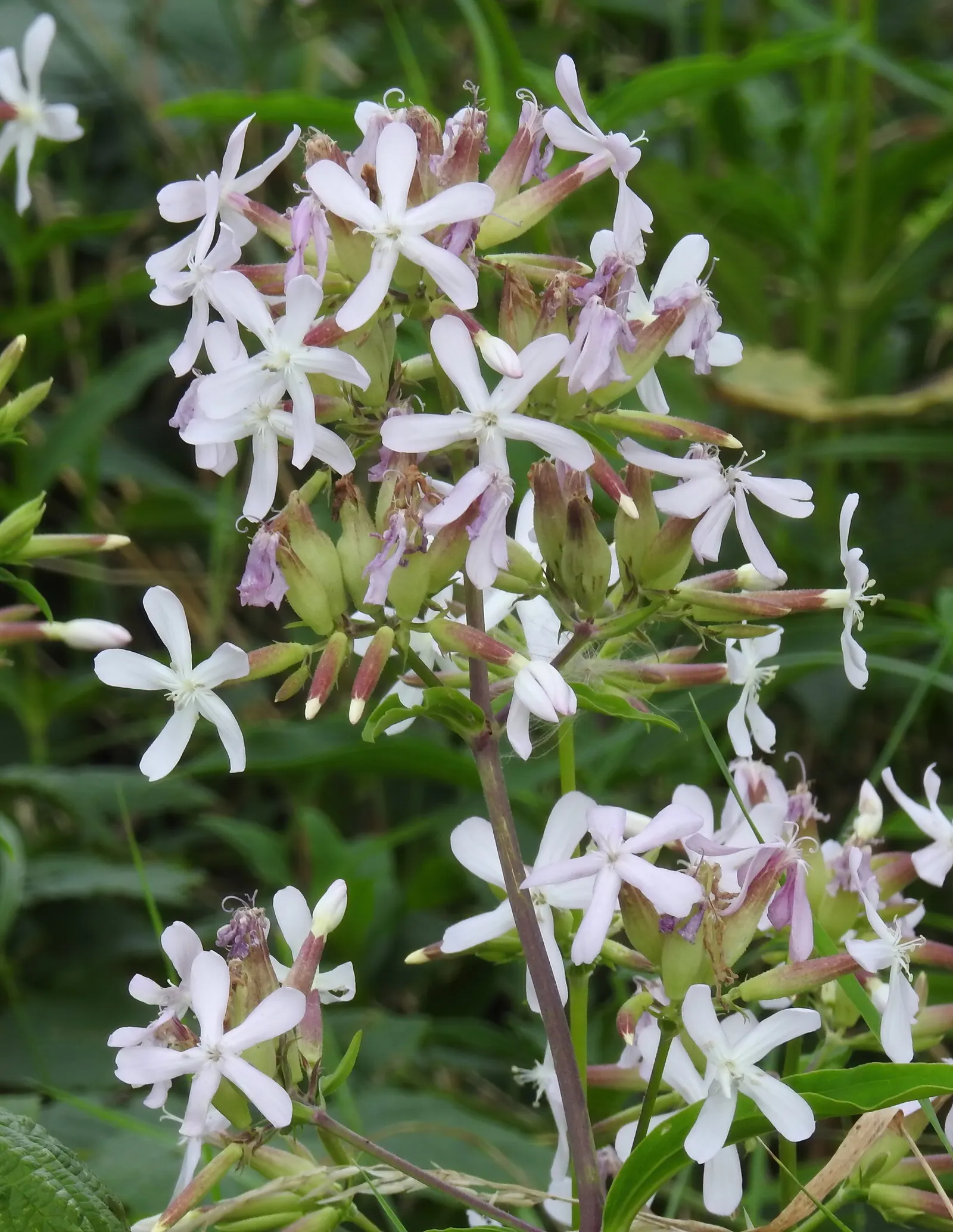 Wild Blue Phlox (Phlox Divaricata) — With a delicate fragrance and low maintenance needs