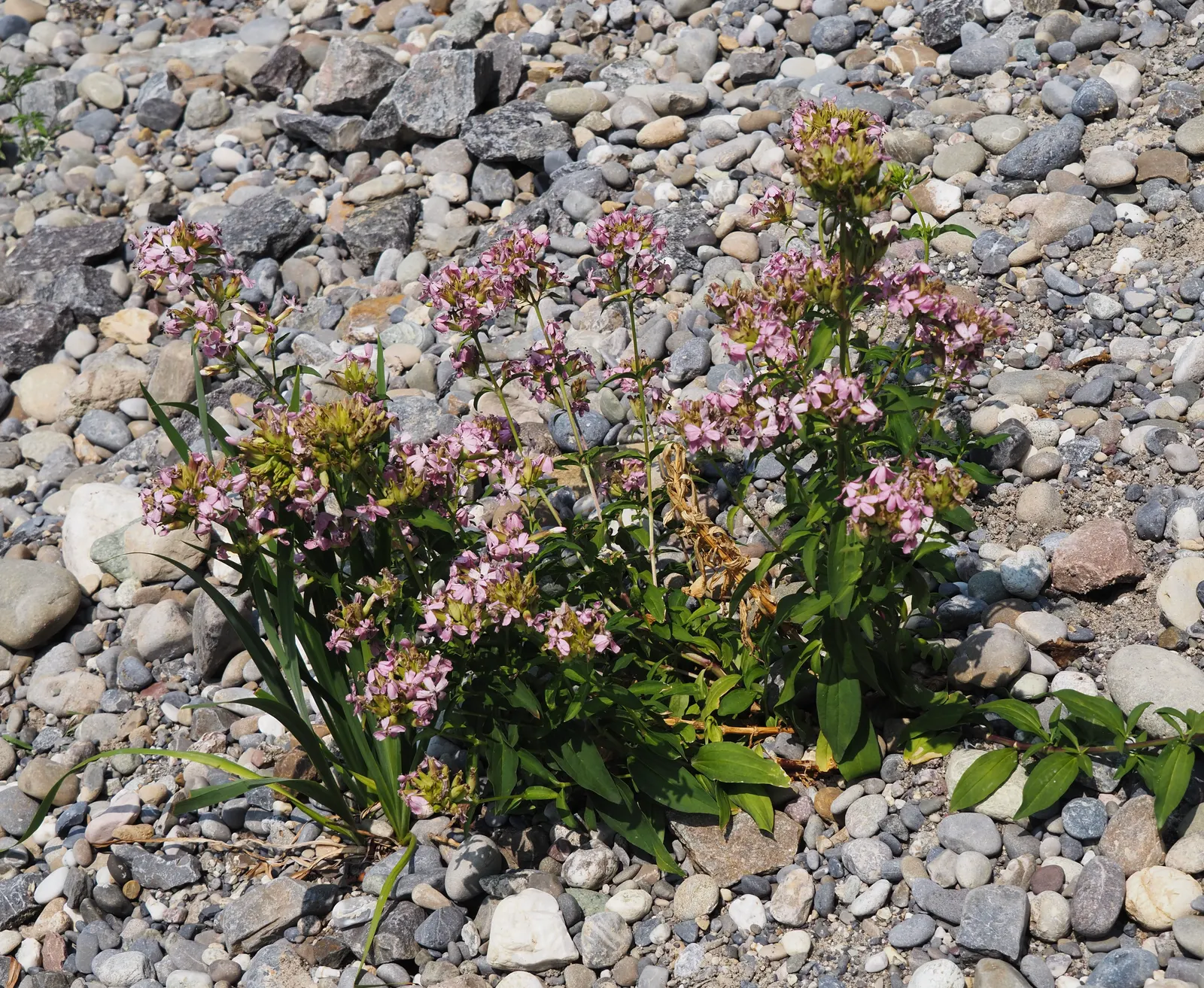 Wild Blue Phlox (Phlox Divaricata) — it flourishes under the dappled light of larger trees and shrubs; adding life and movement to the, image 101