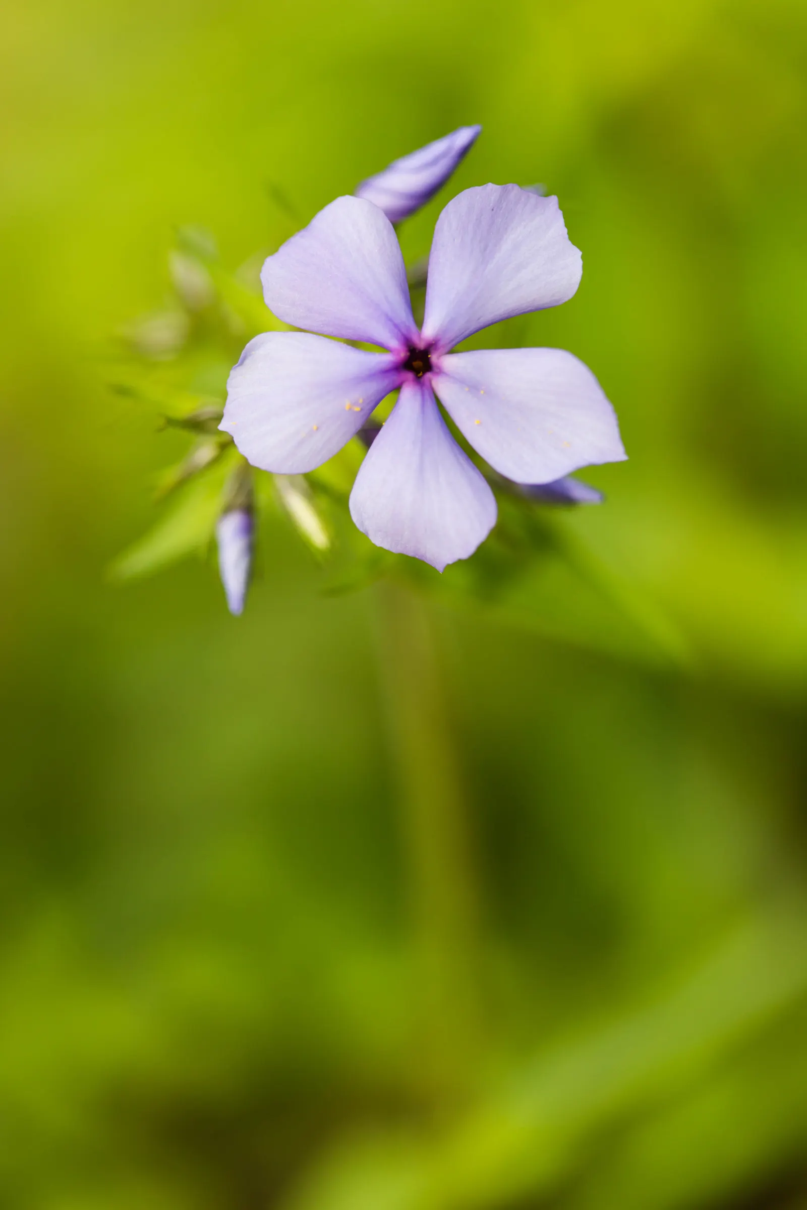 Wild Blue Phlox (Phlox Divaricata) — forming a backdrop to the star-shaped, image 150