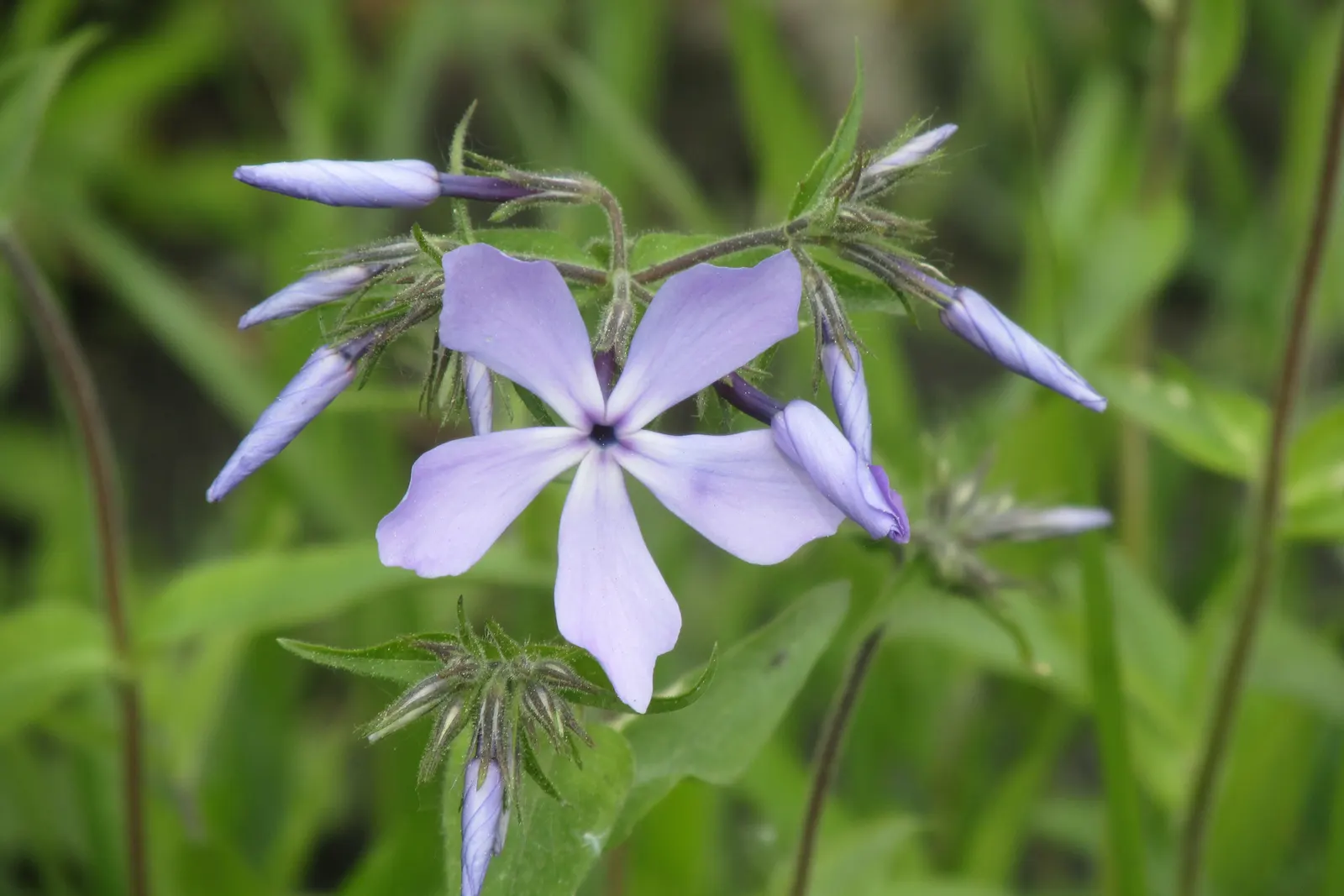 Wild Blue Phlox (Phlox Divaricata) — Pruning the foliage after flowering can encourage a denser growth habit and potentially a secondary bloom