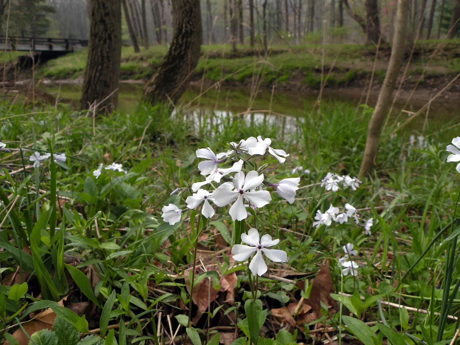 Wild Blue Phlox (Phlox Divaricata) — it flourishes under the dappled light of larger trees and shrubs; adding life and movement to the landscape.<br><br>For a