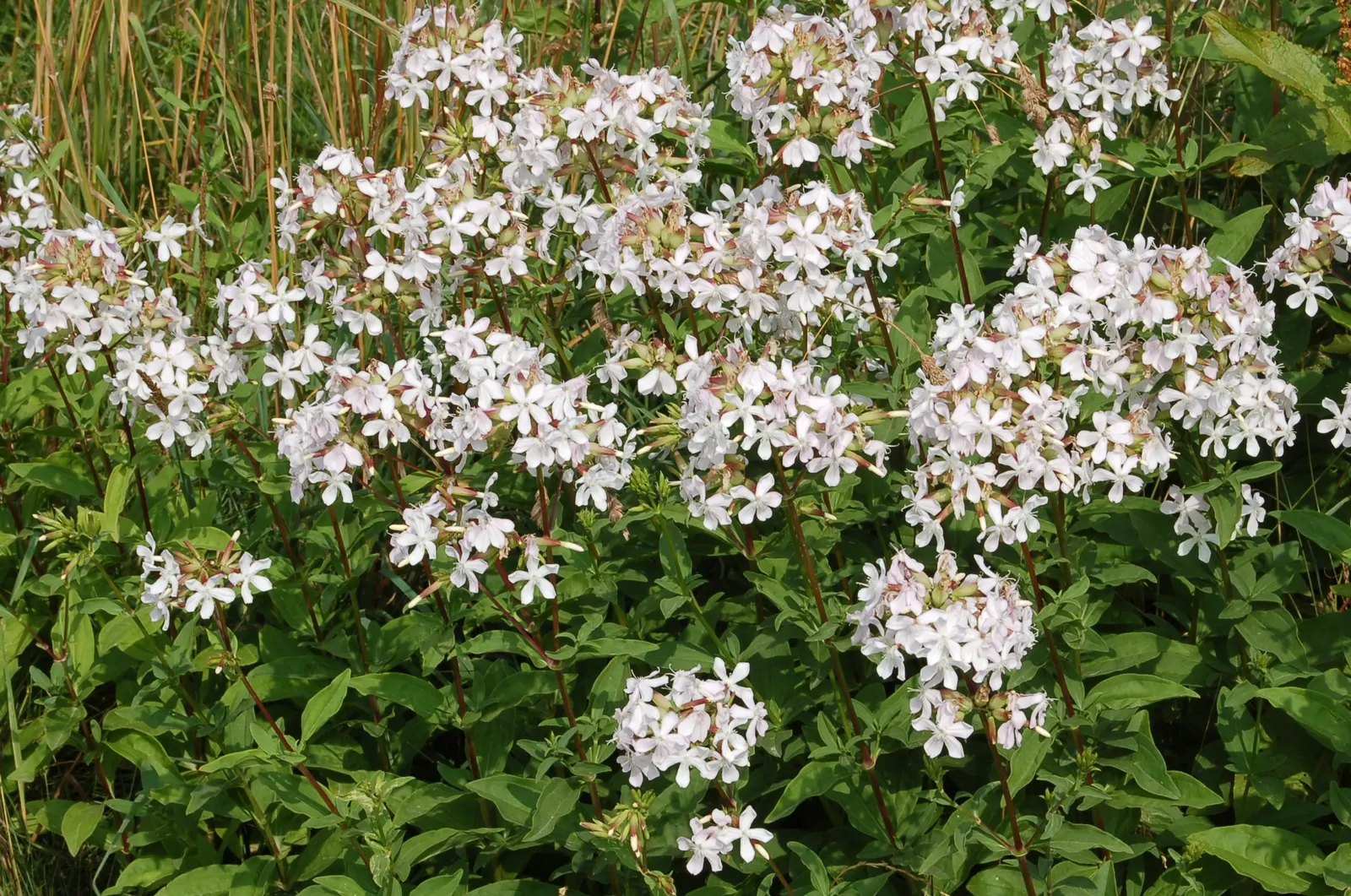 Wild Blue Phlox (Phlox Divaricata) — Phlox divaricata requires moist; showcasing its versatility in providing ground cover as well as featuring in, image 107