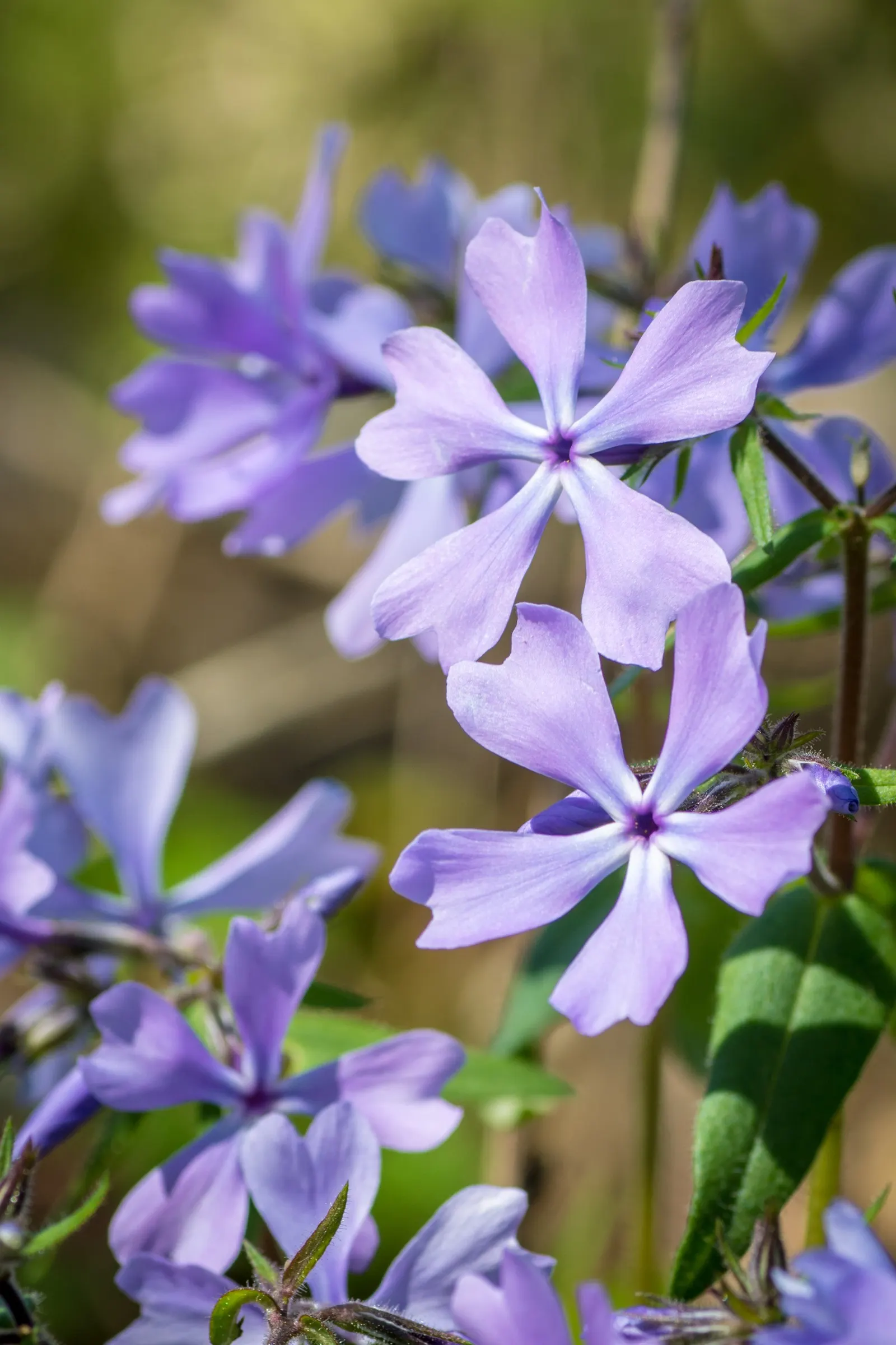 Wild Blue Phlox (Phlox Divaricata) — fragrant lavender-blue flowers blooming in spring; this low-maintenance plant attracts pollinators, image 93