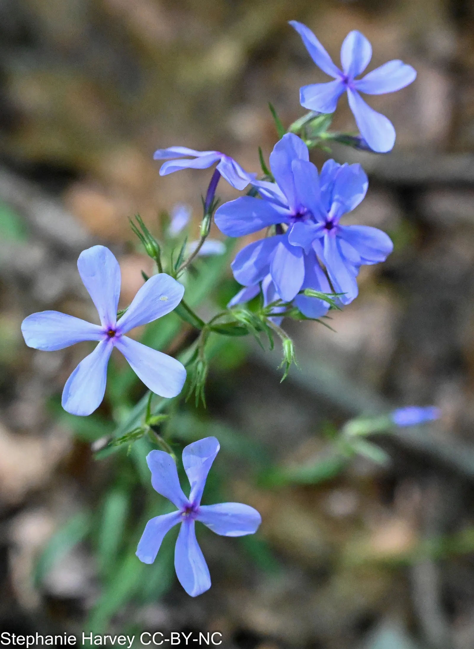 Wild Blue Phlox (Phlox Divaricata) — soft blue to lavender flowers that bloom abundantly in late spring to early summer; with a delicate fragrance, image 59