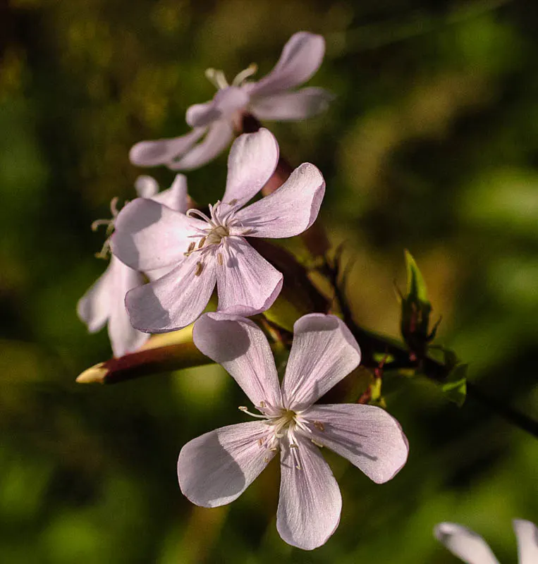 Wild Blue Phlox (Phlox Divaricata) — Pruning the foliage after flowering can encourage a denser growth habit and potentially a secondary bloom, image 64
