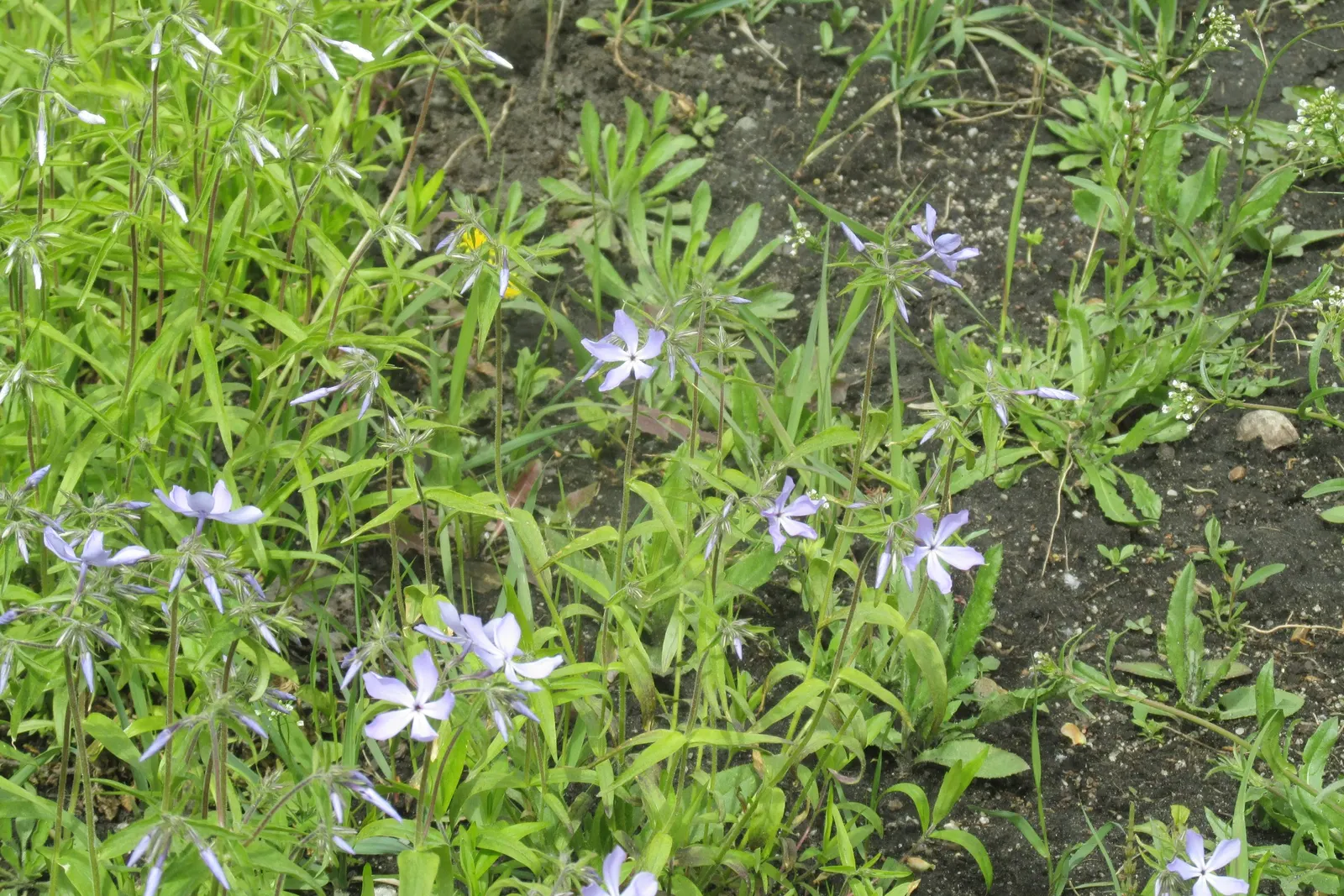 Wild Blue Phlox (Phlox Divaricata) — Thriving in partial shade, it reaches 12-18 inches tall, spreading up to 24 inches
