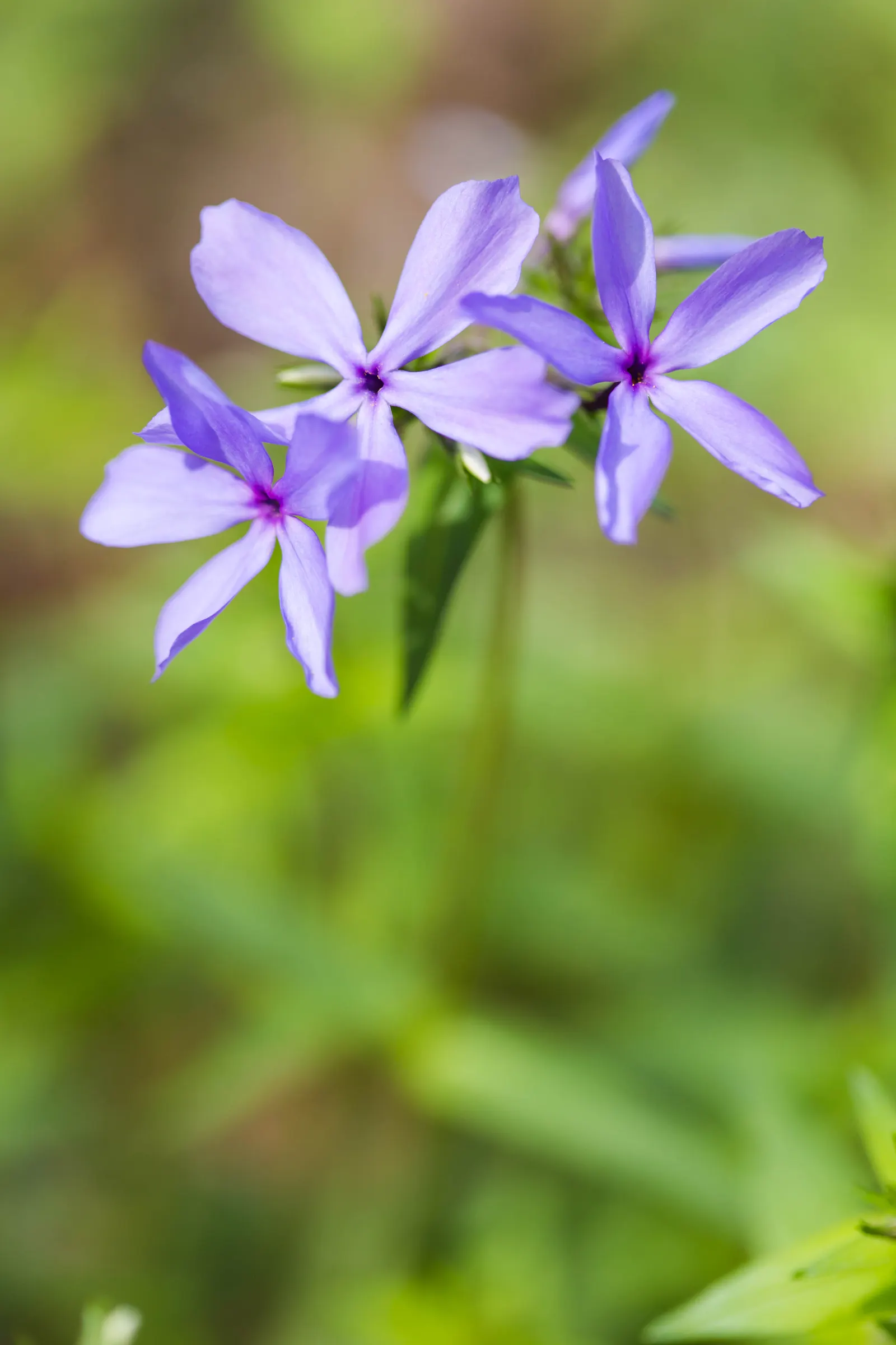 Wild Blue Phlox (Phlox Divaricata) — fragrant lavender-blue flowers blooming in spring; this low-maintenance plant attracts pollinators, image 139