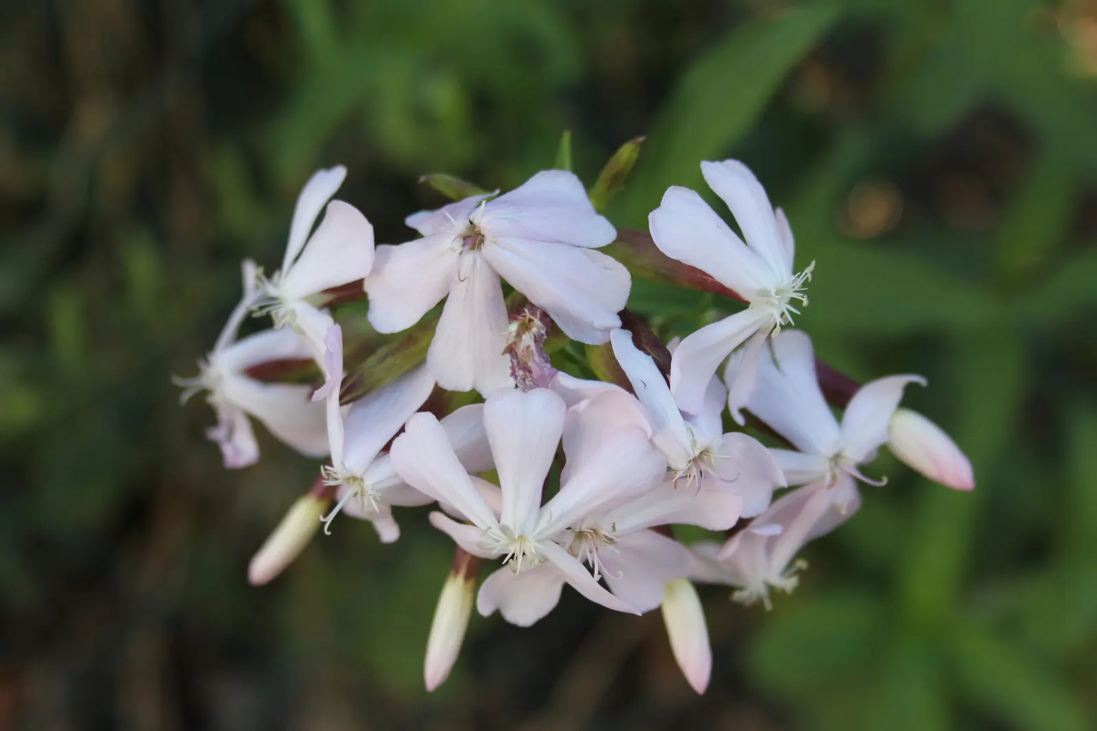 Wild Blue Phlox (Phlox Divaricata) — perennial for full or half
