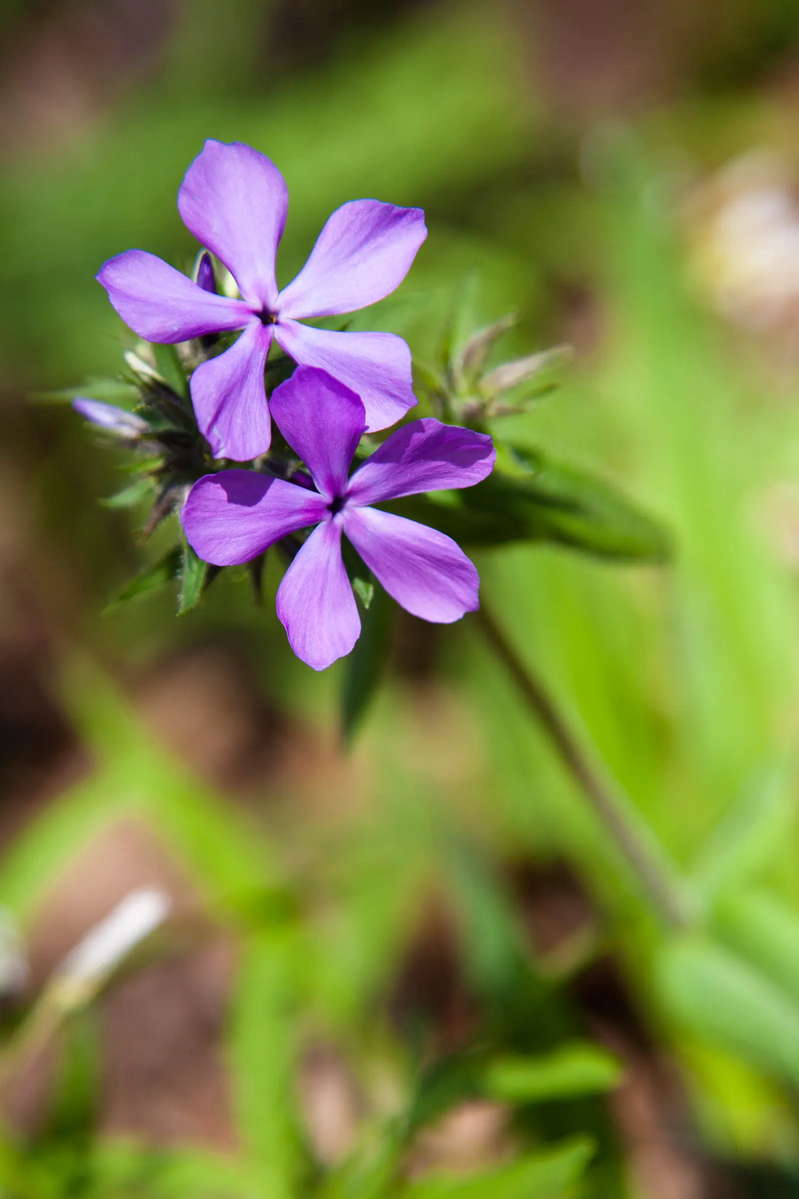 Wild Blue Phlox (Phlox Divaricata) — it flourishes under the dappled light of larger trees and shrubs; adding life and movement to the, image 170
