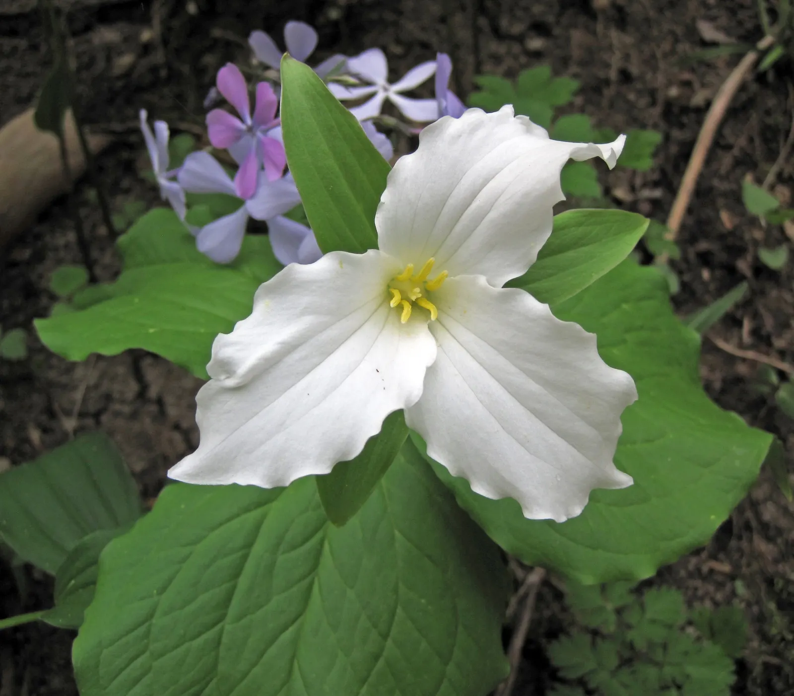 Wild Blue Phlox (Phlox Divaricata) — this low-maintenance plant attracts pollinators; thriving in partial shade, it reaches 12-18 inches tall, image 73