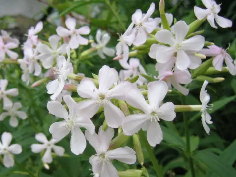 Wild Blue Phlox (Phlox Divaricata) — fragrant lavender-blue flowers blooming in spring; this low-maintenance plant attracts pollinators, image 47