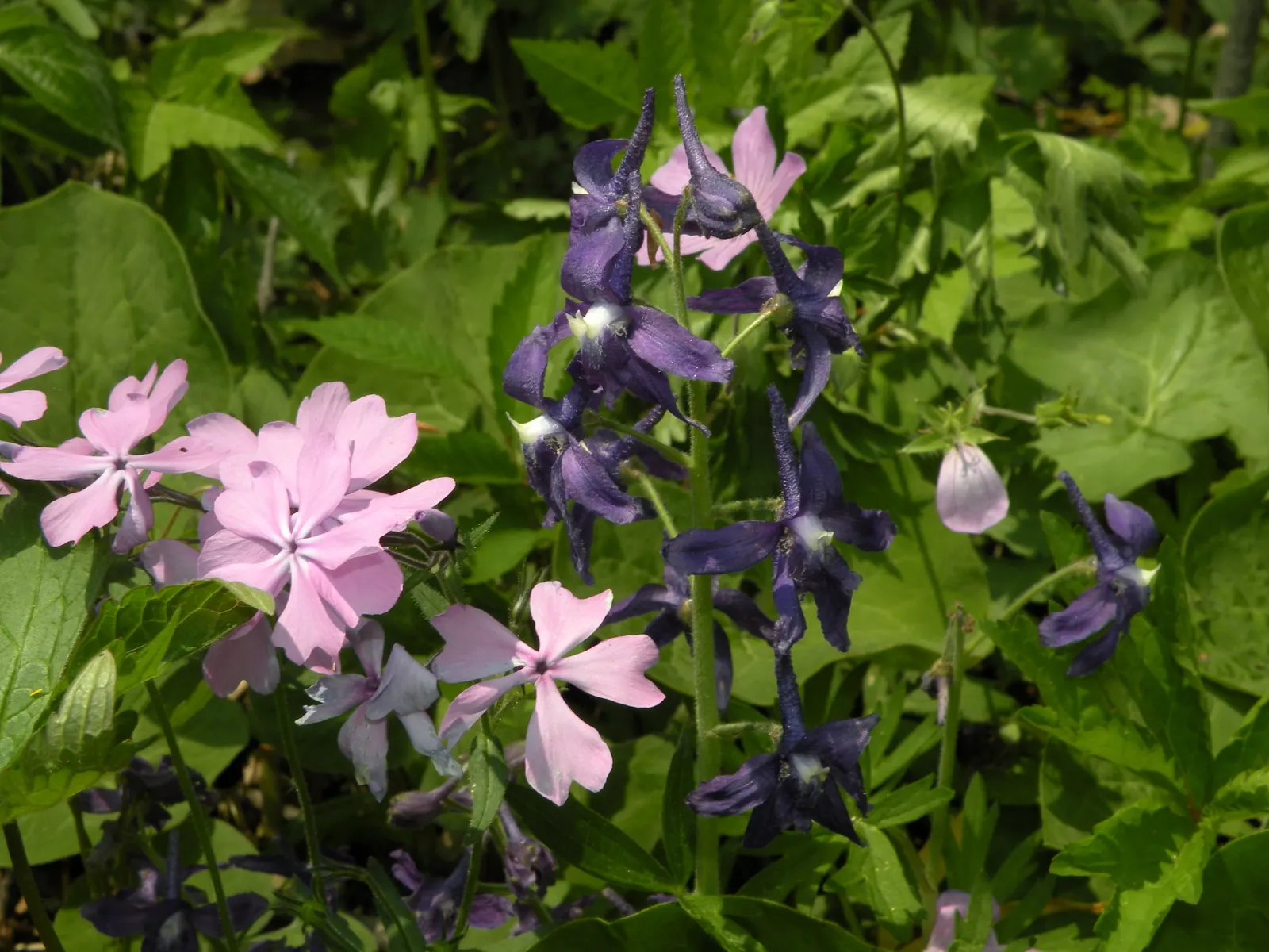 Wild Blue Phlox (Phlox Divaricata) — showcasing its versatility in providing ground cover as well as featuring in borders; blue and multi-colored, image 56