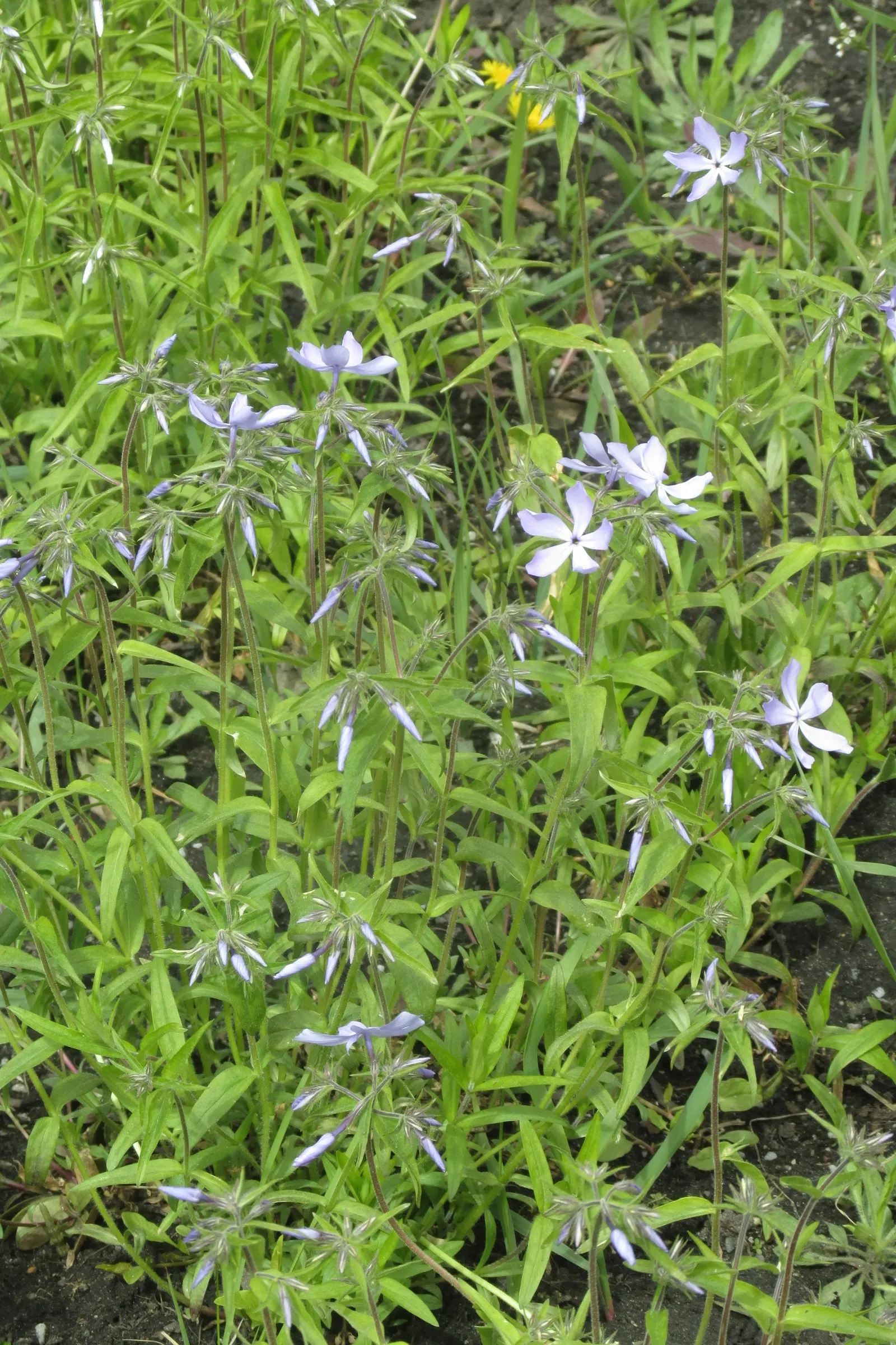 Wild Blue Phlox (Phlox Divaricata) — forming a backdrop to the star-shaped, image 58