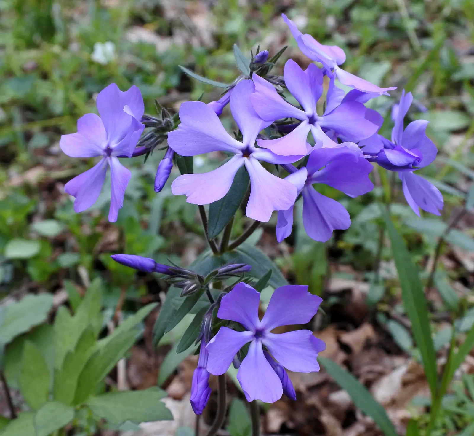 Wild Blue Phlox (Phlox Divaricata) — Ideal for part-shade to shade garden areas; is an enchanting perennial native to shaded woodlands and stream, image 146