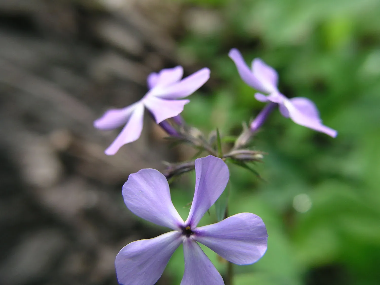 Wild Blue Phlox (Phlox Divaricata) — Its foliage is a lush green; naturalistic feel to any landscape design, image 149