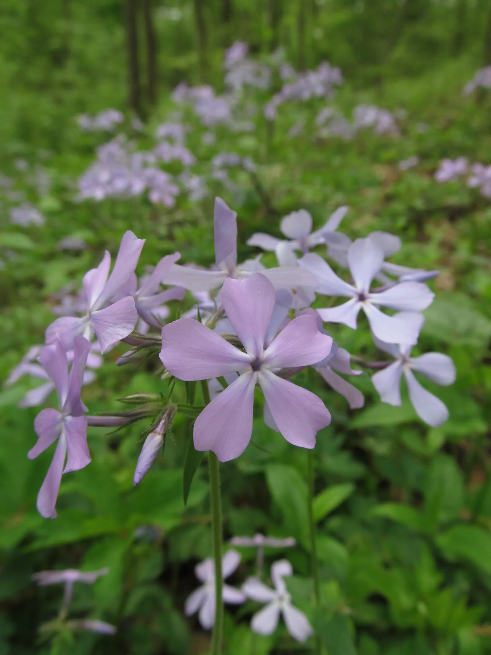 Wild Blue Phlox (Phlox Divaricata) — Its foliage is a lush green; naturalistic feel to any landscape design, image 103