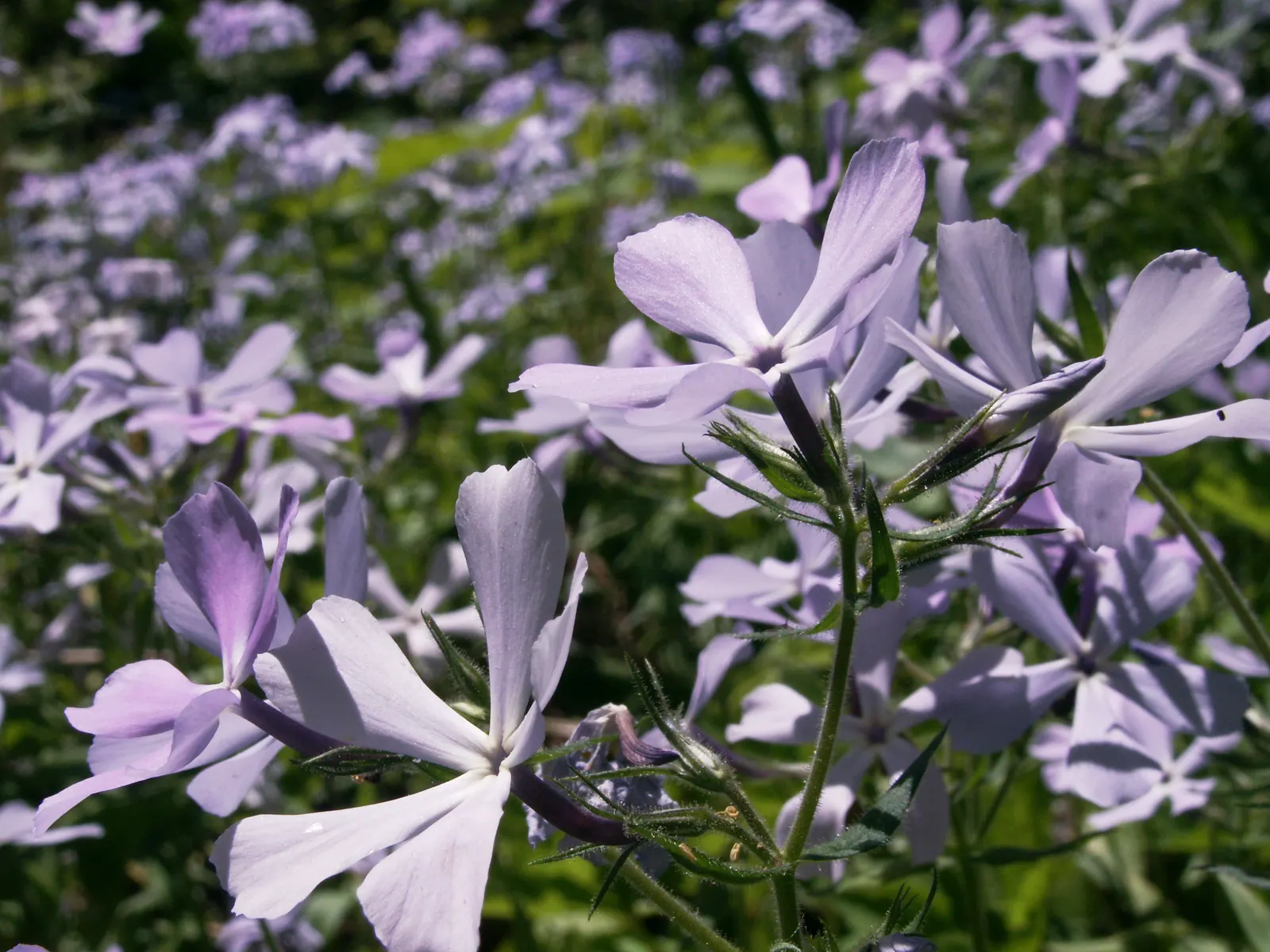 Wild Blue Phlox (Phlox Divaricata) — It thrives in USDA hardiness zones 3 through 8, displaying remarkable cold hardiness; fragrant lavender-blue, image 63