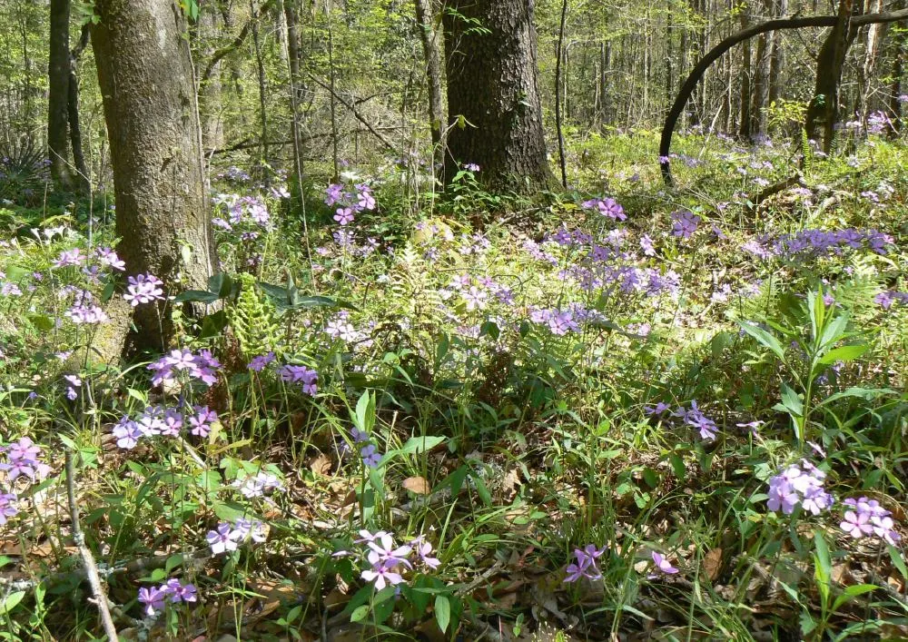 Wild Blue Phlox (Phlox Divaricata) — is an enchanting perennial native to shaded woodlands and stream banks of eastern North America; perennial for, image 122