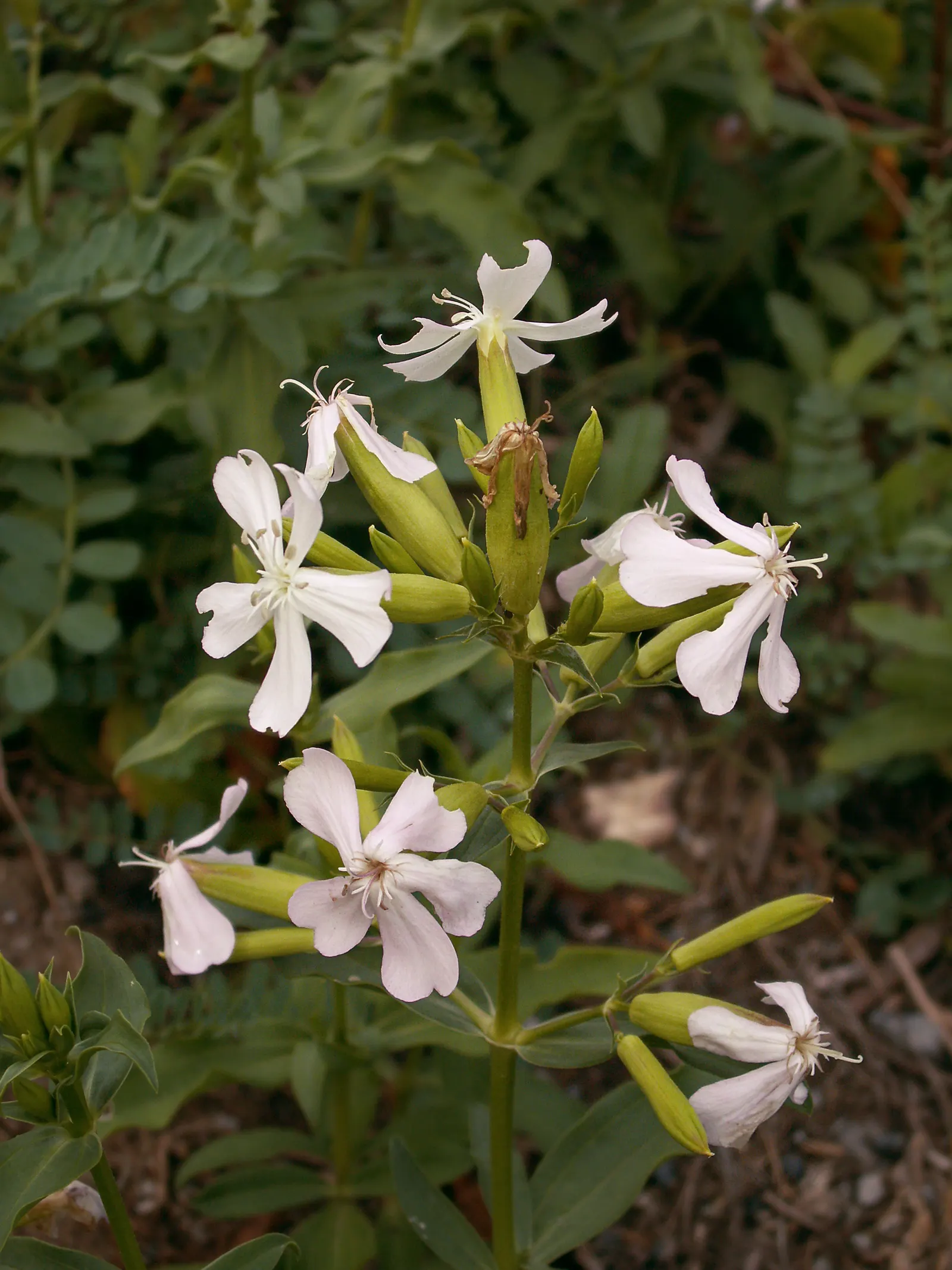 Wild Blue Phlox (Phlox Divaricata) — is an enchanting perennial native to shaded woodlands and stream banks of eastern North America; perennial for, image 168