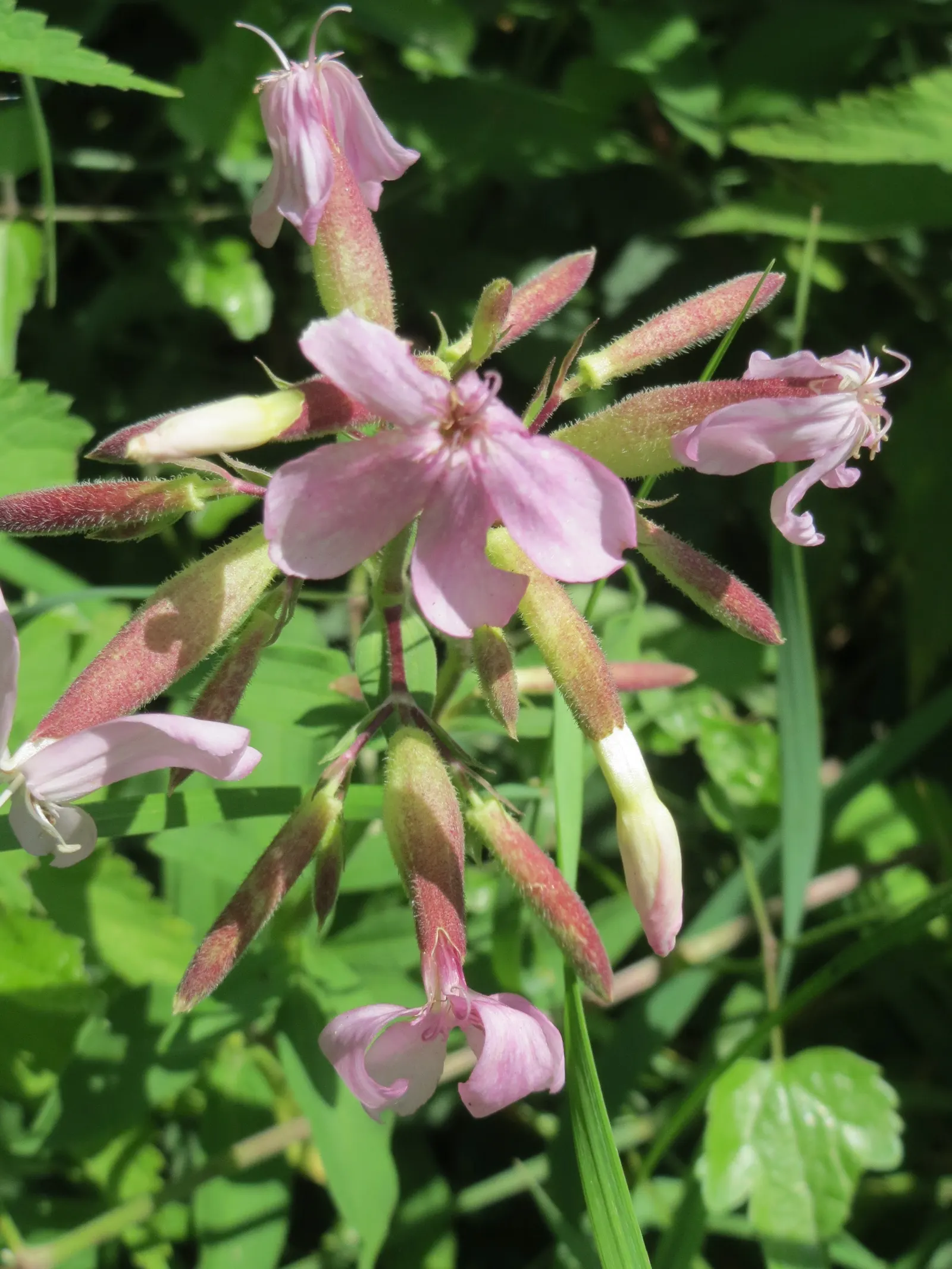 Wild Blue Phlox (Phlox Divaricata) — it flourishes under the dappled light of larger trees and shrubs; adding life and movement to the, image 78