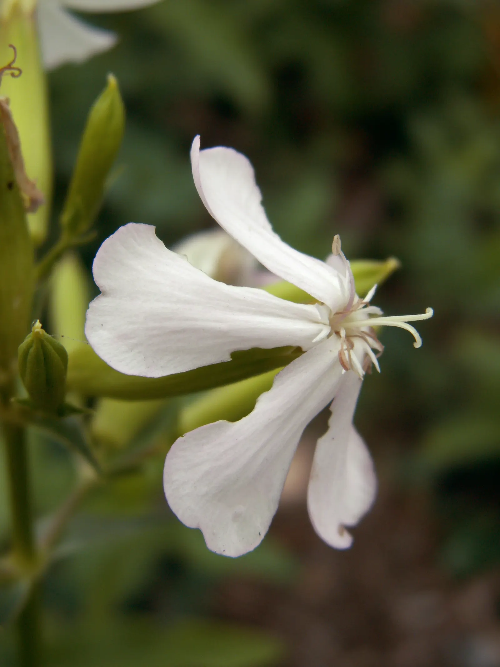 Wild Blue Phlox (Phlox Divaricata) — showcasing its versatility in providing ground cover as well as featuring in borders; blue and multi-colored, image 148