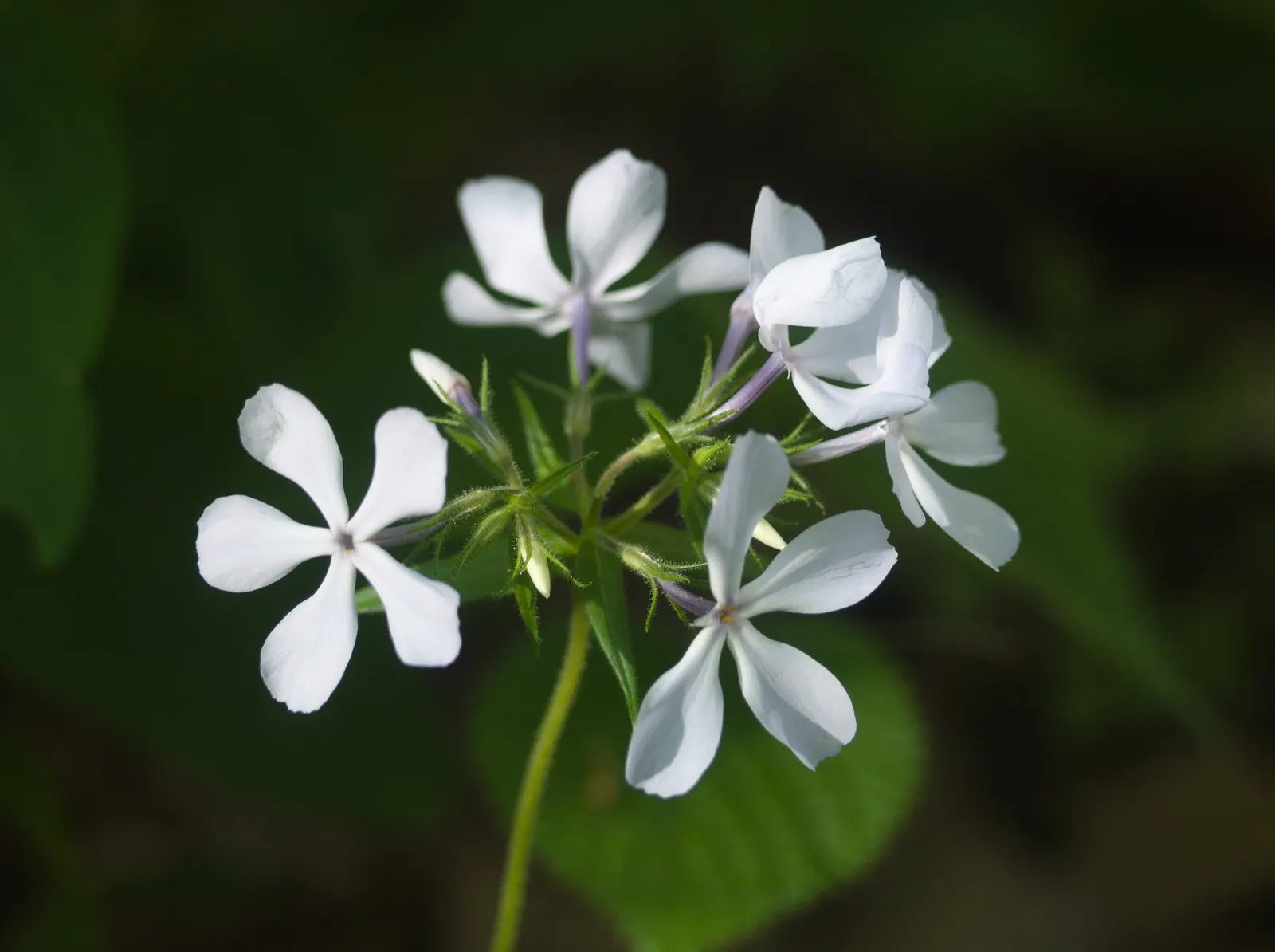 Wild Blue Phlox (Phlox Divaricata) — perennial with blue and multi-colored and pink and white blooms; soft blue to lavender flowers that bloom, image 137