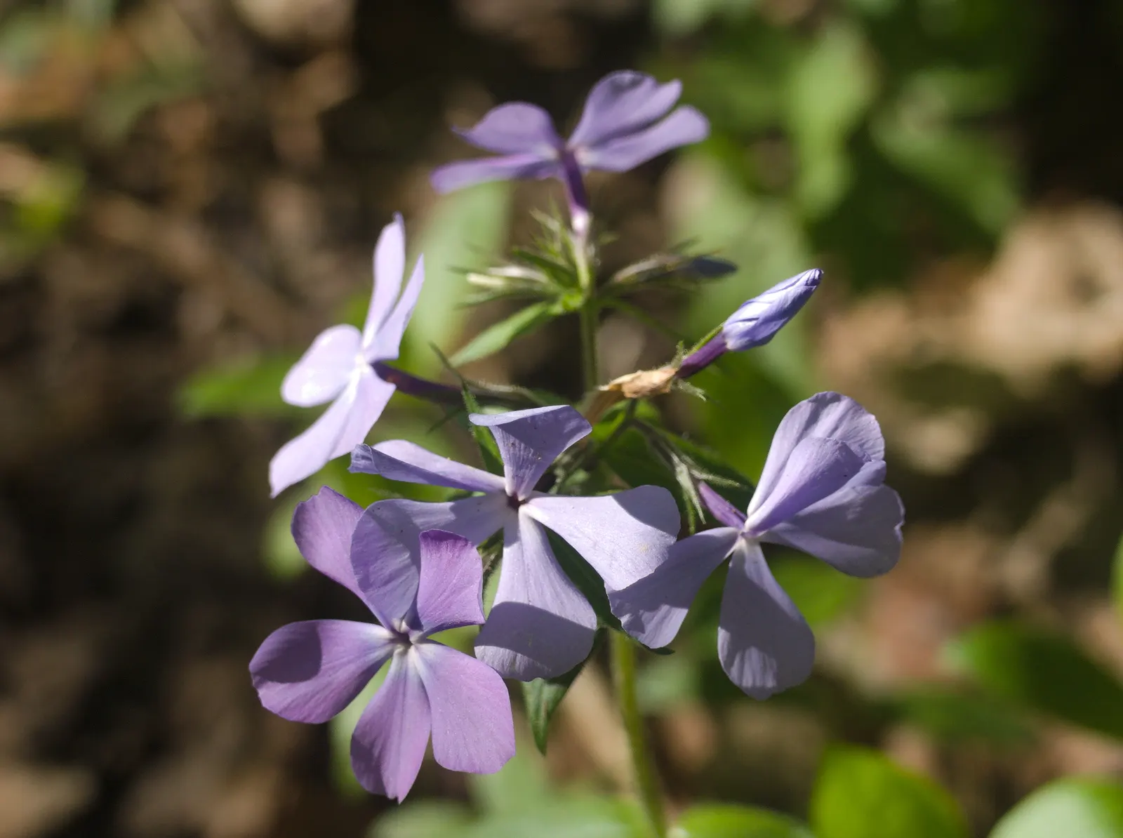 Wild Blue Phlox (Phlox Divaricata) — soft blue to lavender flowers that bloom abundantly in late spring to early summer; with a delicate fragrance, image 128