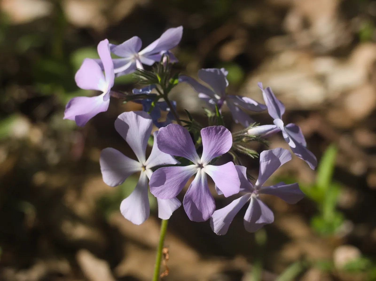 Wild Blue Phlox (Phlox Divaricata) — commonly referred to as Wild Sweet William; well-drained soil rich in organic matter, image 75