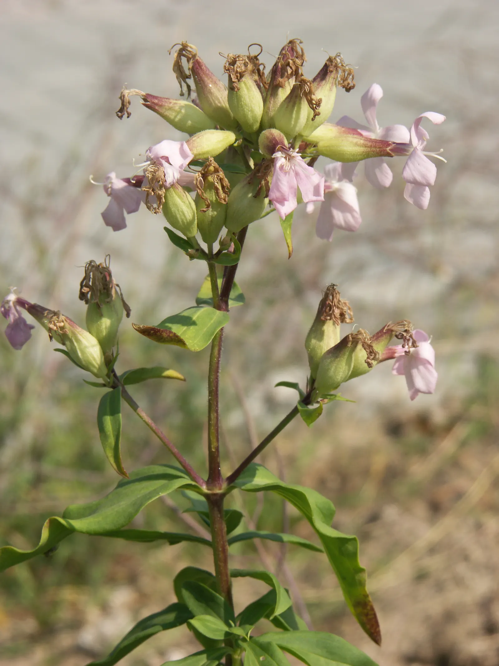 Wild Blue Phlox (Phlox Divaricata) — Thriving in partial shade, it reaches 12-18 inches tall, spreading up to 24 inches; its foliage is a lush green, image 186
