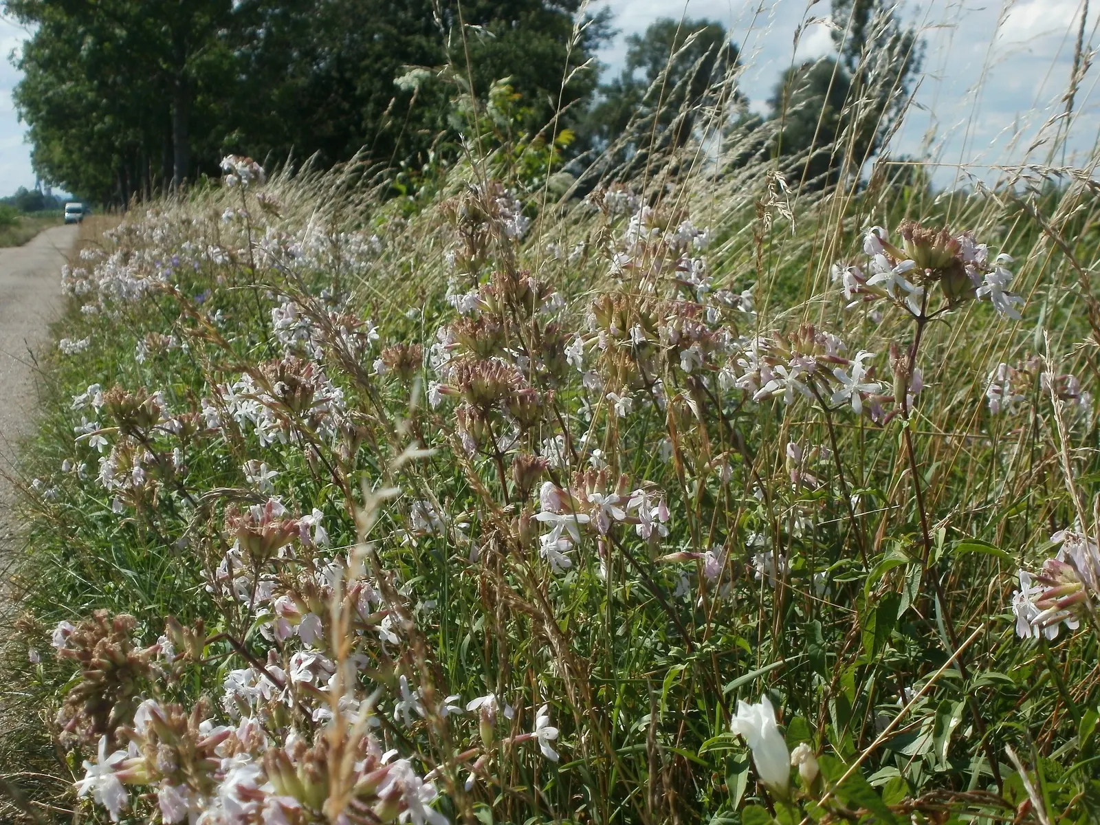 Wild Blue Phlox (Phlox Divaricata) — It prefers well-drained soil, offering a lush carpet ideal for border fronts or woodland gardens; pruning the, image 95