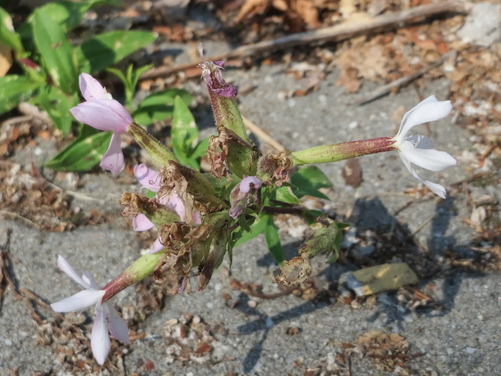 Wild Blue Phlox (Phlox Divaricata) — perennial for full or half; phlox divaricata is an excellent choice for gardeners looking to create a serene, image 184