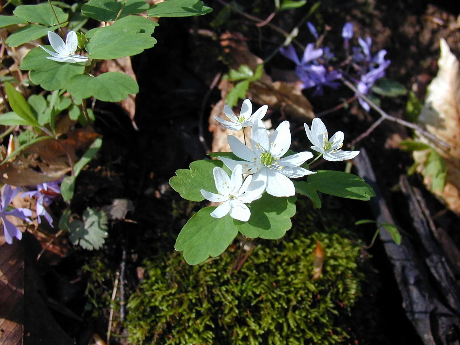 Wild Blue Phlox (Phlox Divaricata) — well-drained soil rich in organic matter; it thrives in USDA hardiness zones 3 through 8, displaying remarkable cold