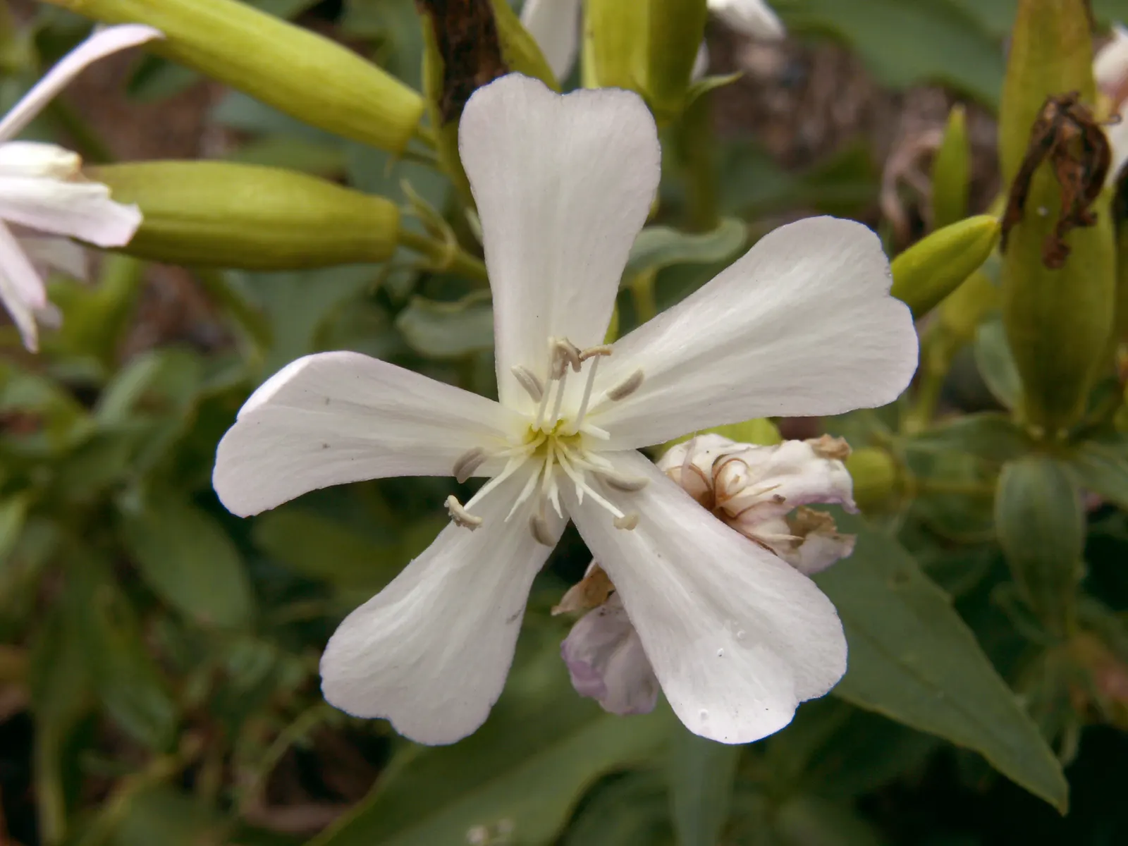 Wild Blue Phlox (Phlox Divaricata) — perennial for full or half; phlox divaricata is an excellent choice for gardeners looking to create a serene, image 115