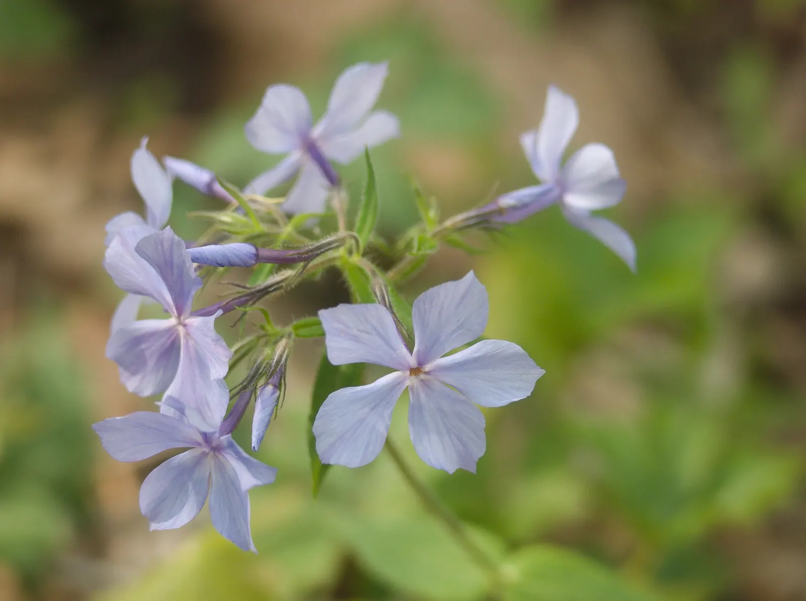 Wild Blue Phlox (Phlox Divaricata) — adding life and movement to the landscape.<br><br>For a successful cultivation; it prefers well-drained soil, image 152