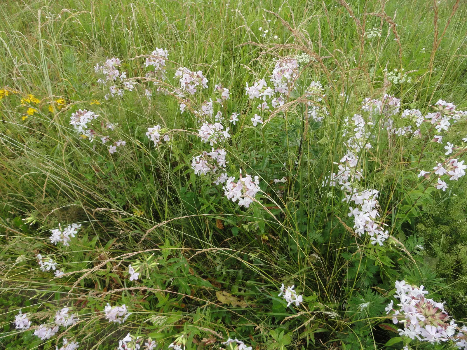 Wild Blue Phlox (Phlox Divaricata) — Phlox divaricata requires moist; showcasing its versatility in providing ground cover as well as featuring in, image 153