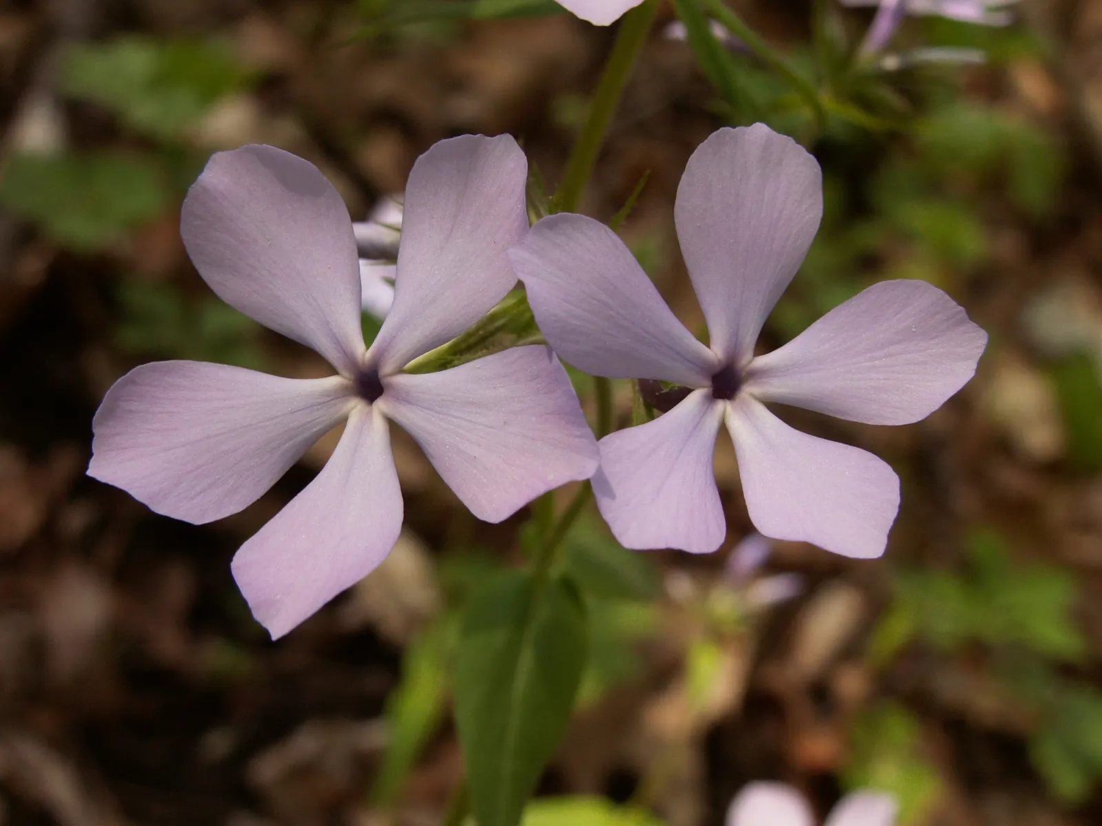 Wild Blue Phlox (Phlox Divaricata) — showcasing its versatility in providing ground cover as well as featuring in borders; blue and multi-colored, image 171