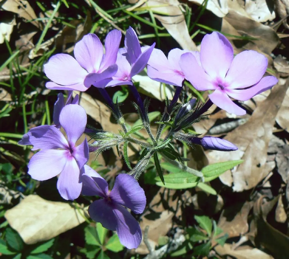 Wild Blue Phlox (Phlox Divaricata) — perennial with blue and multi-colored and pink and white blooms; soft blue to lavender flowers that bloom, image 91