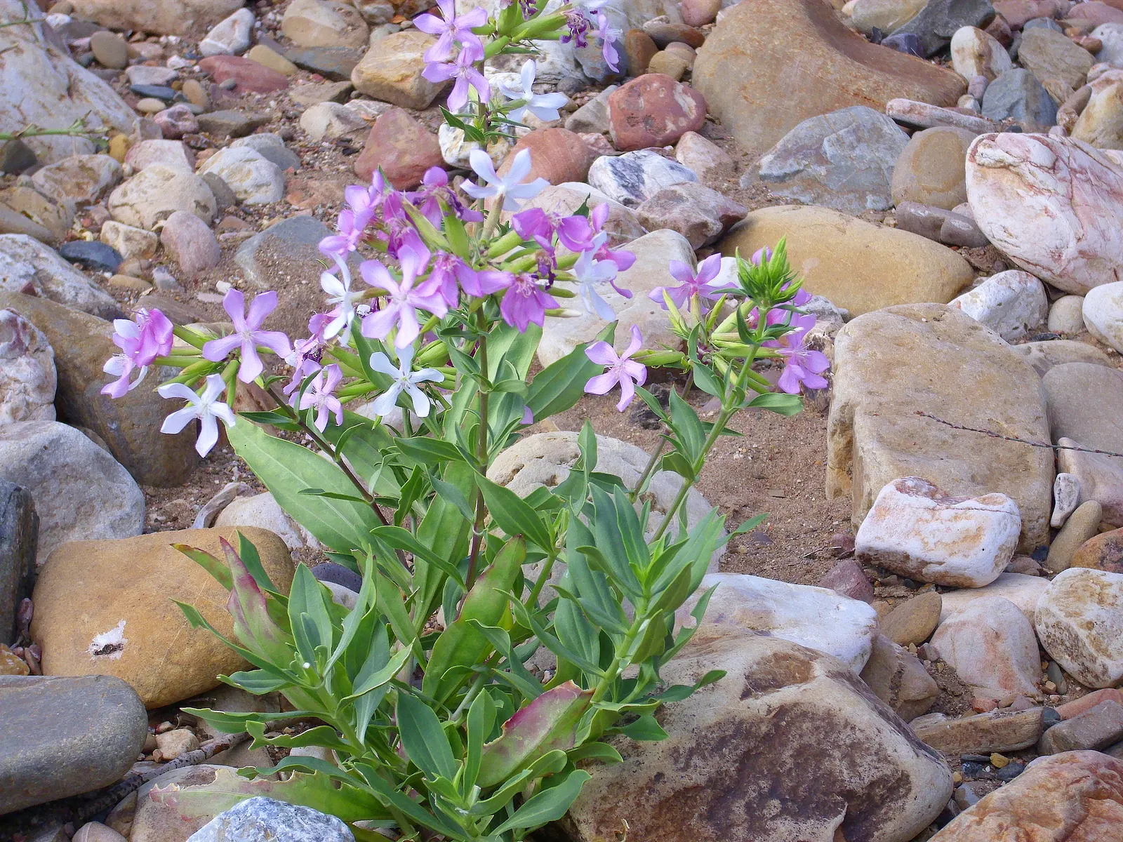 Wild Blue Phlox (Phlox Divaricata) — blue and multi-colored and pink and white flowers in the garden; commonly referred to as Wild Sweet William, image 67