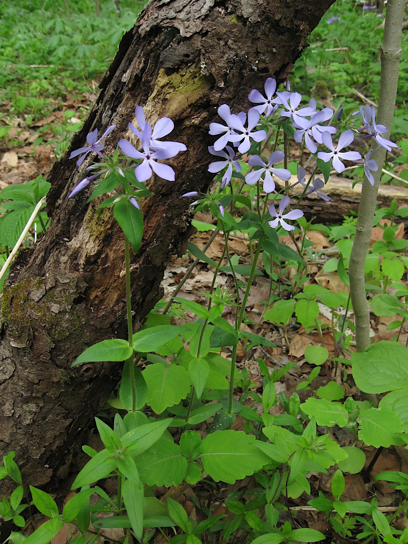 Wild Blue Phlox (Phlox Divaricata) — fragrant lavender-blue flowers blooming in spring; this low-maintenance plant attracts pollinators, image 185