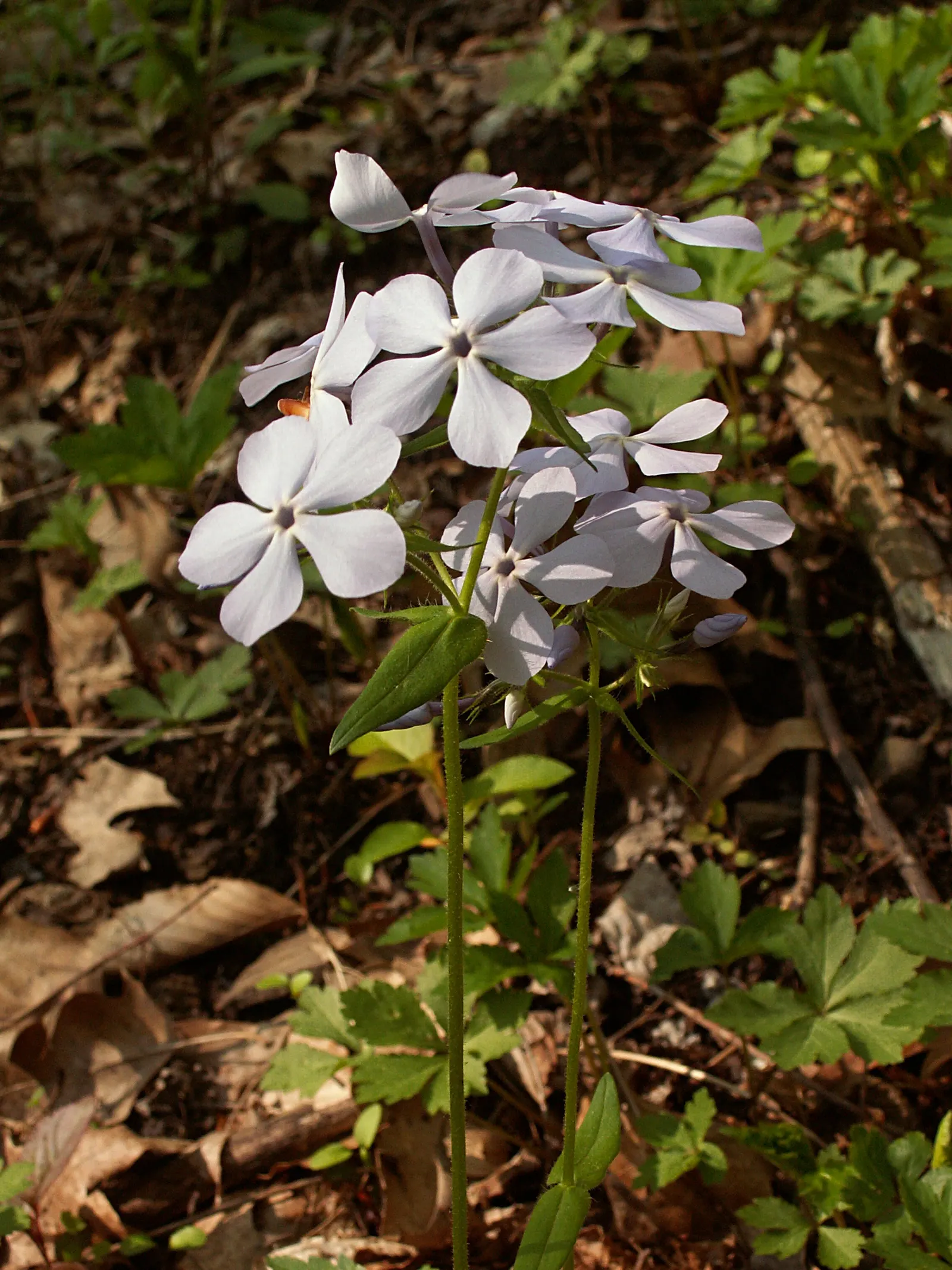 Wild Blue Phlox (Phlox Divaricata) — naturalistic feel to any landscape design; it flourishes under the dappled light of larger trees and shrubs, image 189