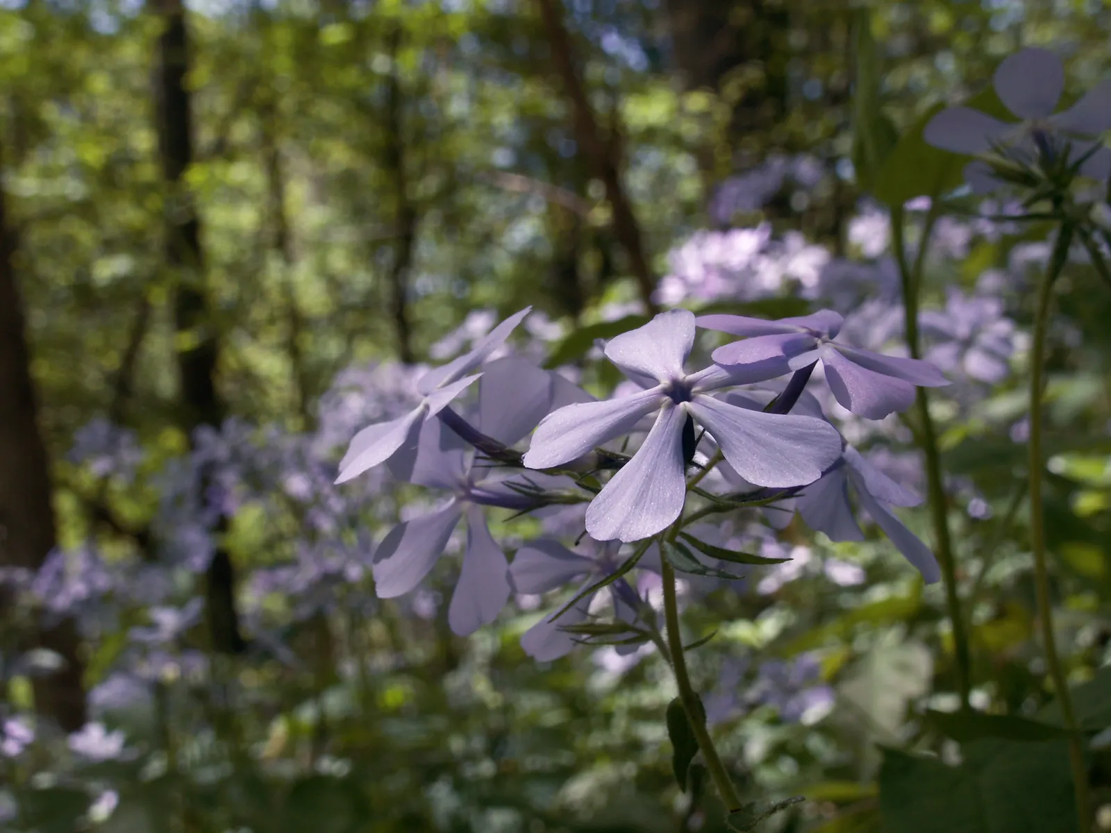 Wild Blue Phlox (Phlox Divaricata) — perennial with blue and multi-colored and pink and white blooms; soft blue to lavender flowers that bloom abundantly in