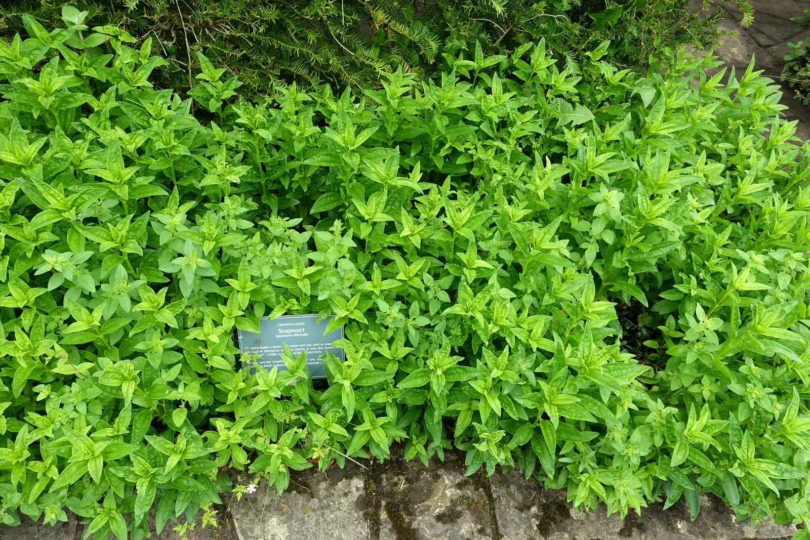 Wild Blue Phlox (Phlox Divaricata) — Its foliage is a lush green
