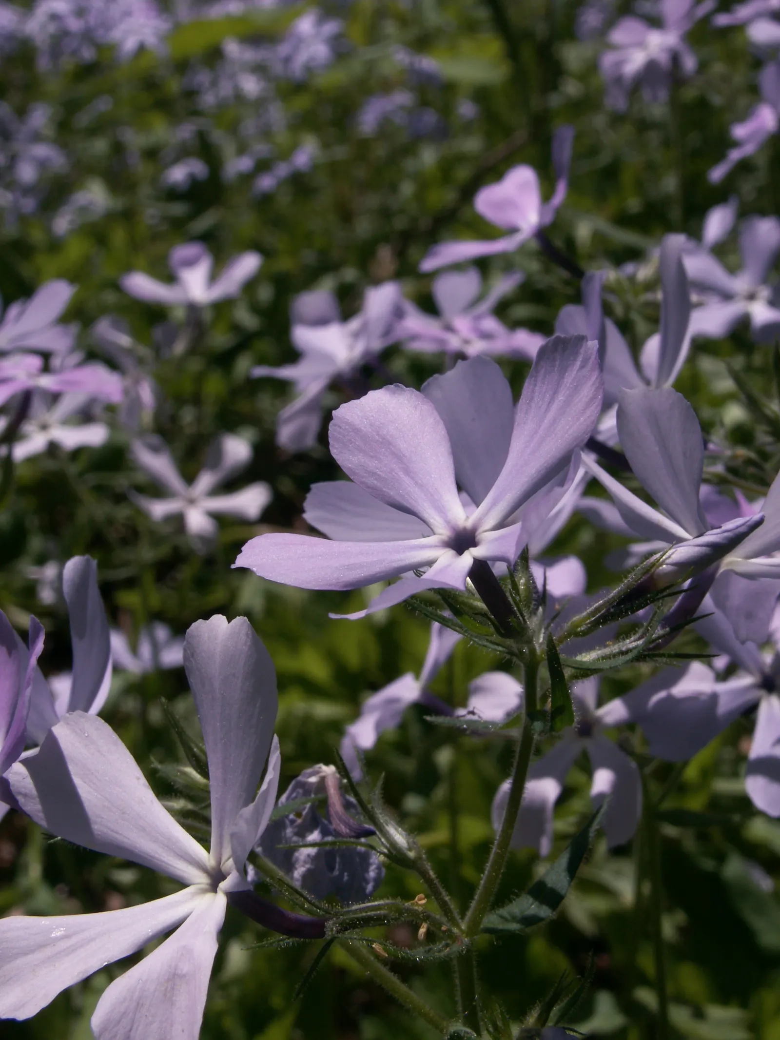 Wild Blue Phlox (Phlox Divaricata) — well-drained soil rich in organic matter