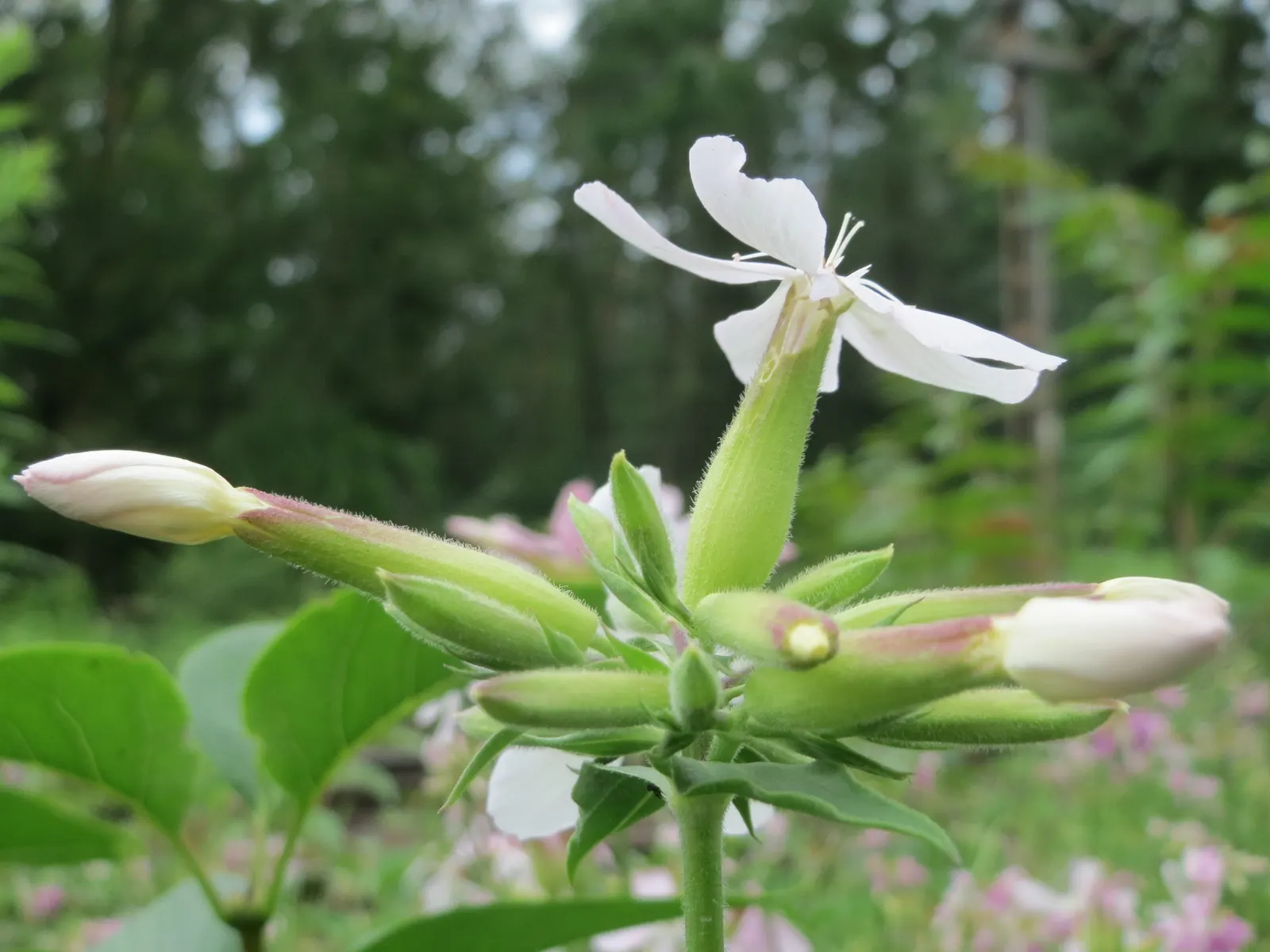Wild Blue Phlox (Phlox Divaricata) — With a delicate fragrance and low maintenance needs; phlox divaricata requires moist