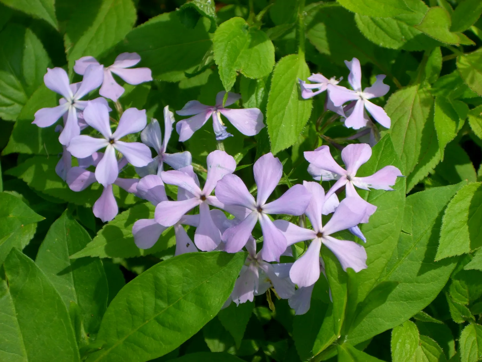 Wild Blue Phlox (Phlox Divaricata) — It thrives in USDA hardiness zones 3 through 8, displaying remarkable cold hardiness