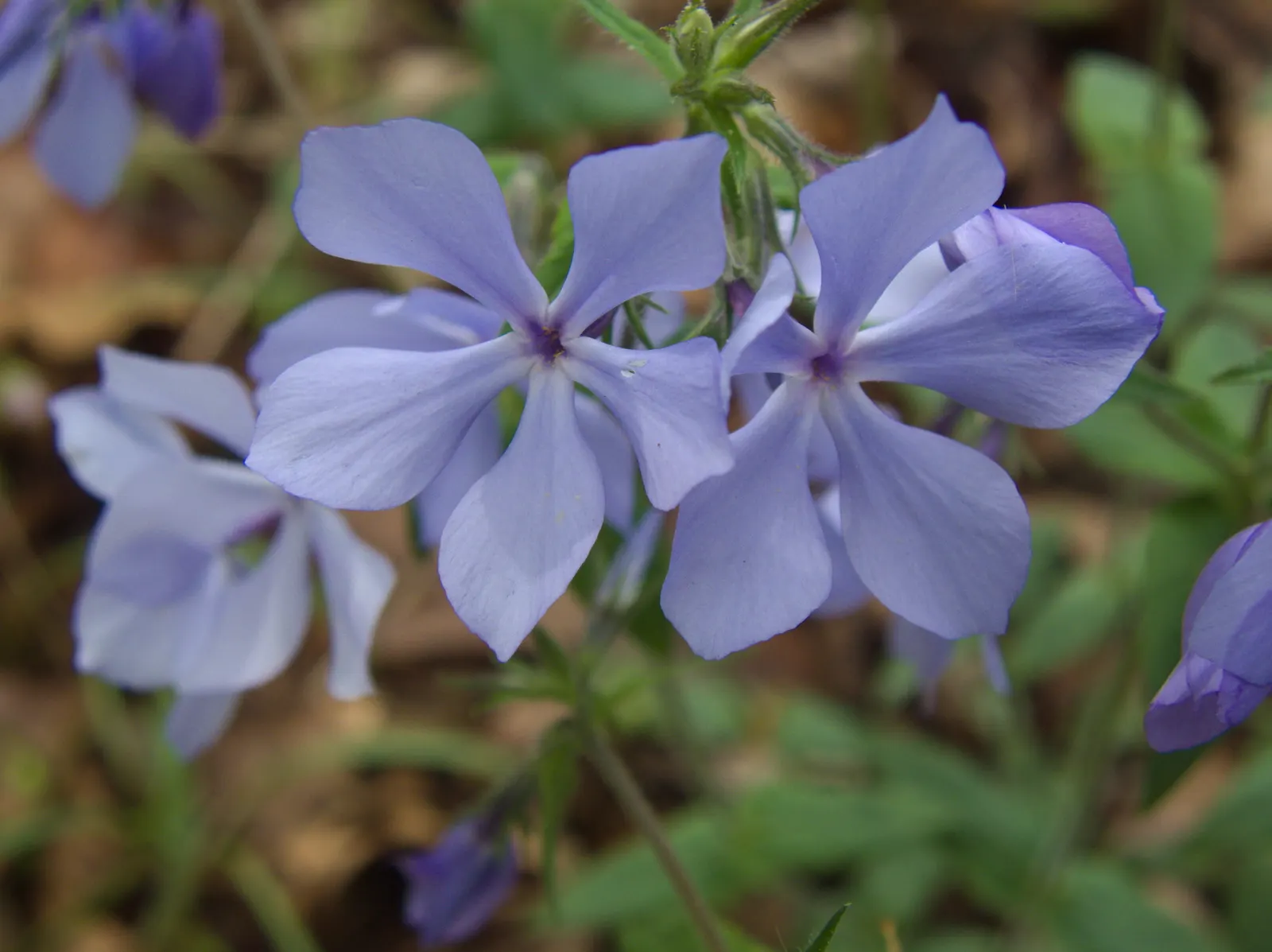 Wild Blue Phlox (Phlox Divaricata) — perennial for full or half; phlox divaricata is an excellent choice for gardeners looking to create a serene