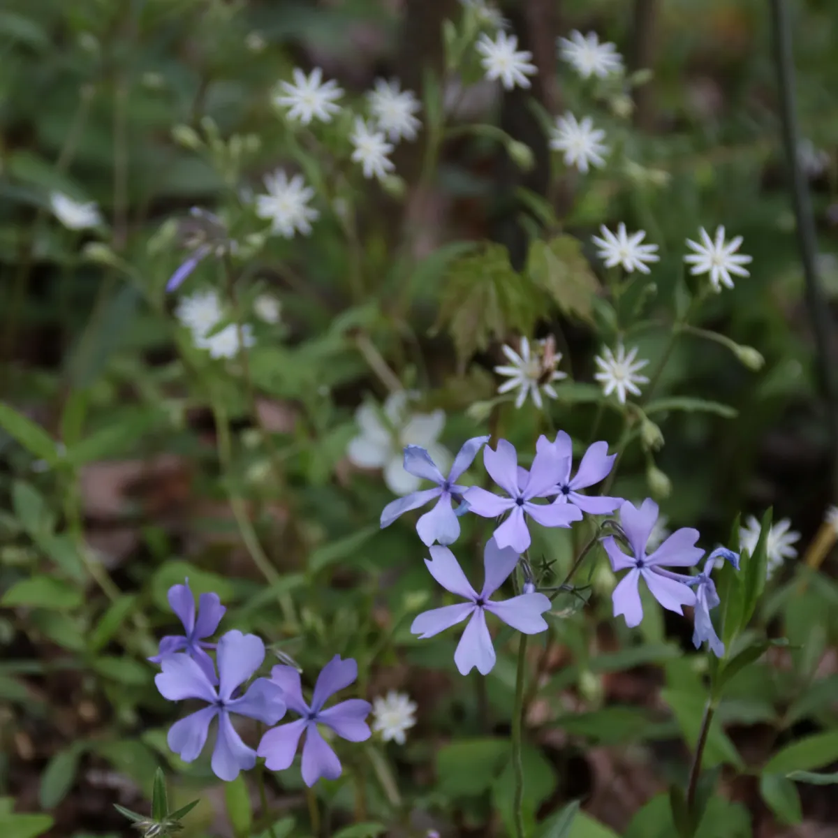 Wild Blue Phlox (Phlox Divaricata) — naturalistic feel to any landscape design