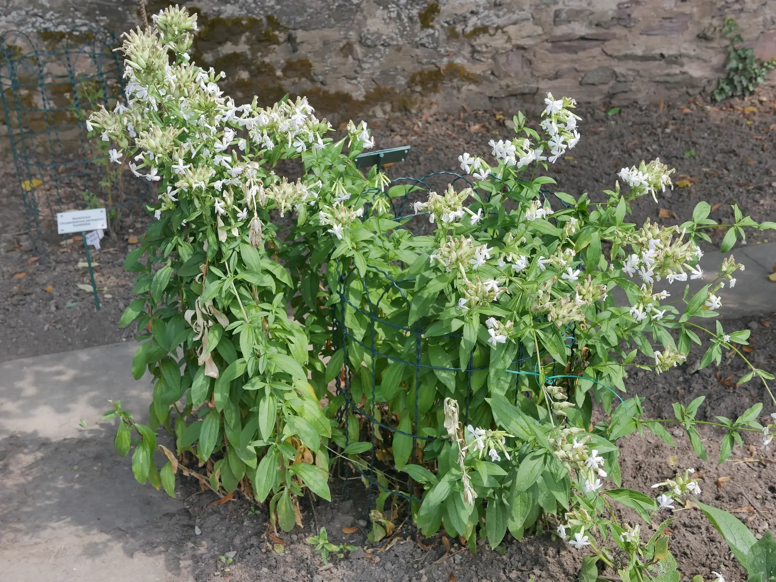 Wild Blue Phlox (Phlox Divaricata) — blue and multi-colored and pink and white flowers in the garden; commonly referred to as Wild Sweet William, image 159