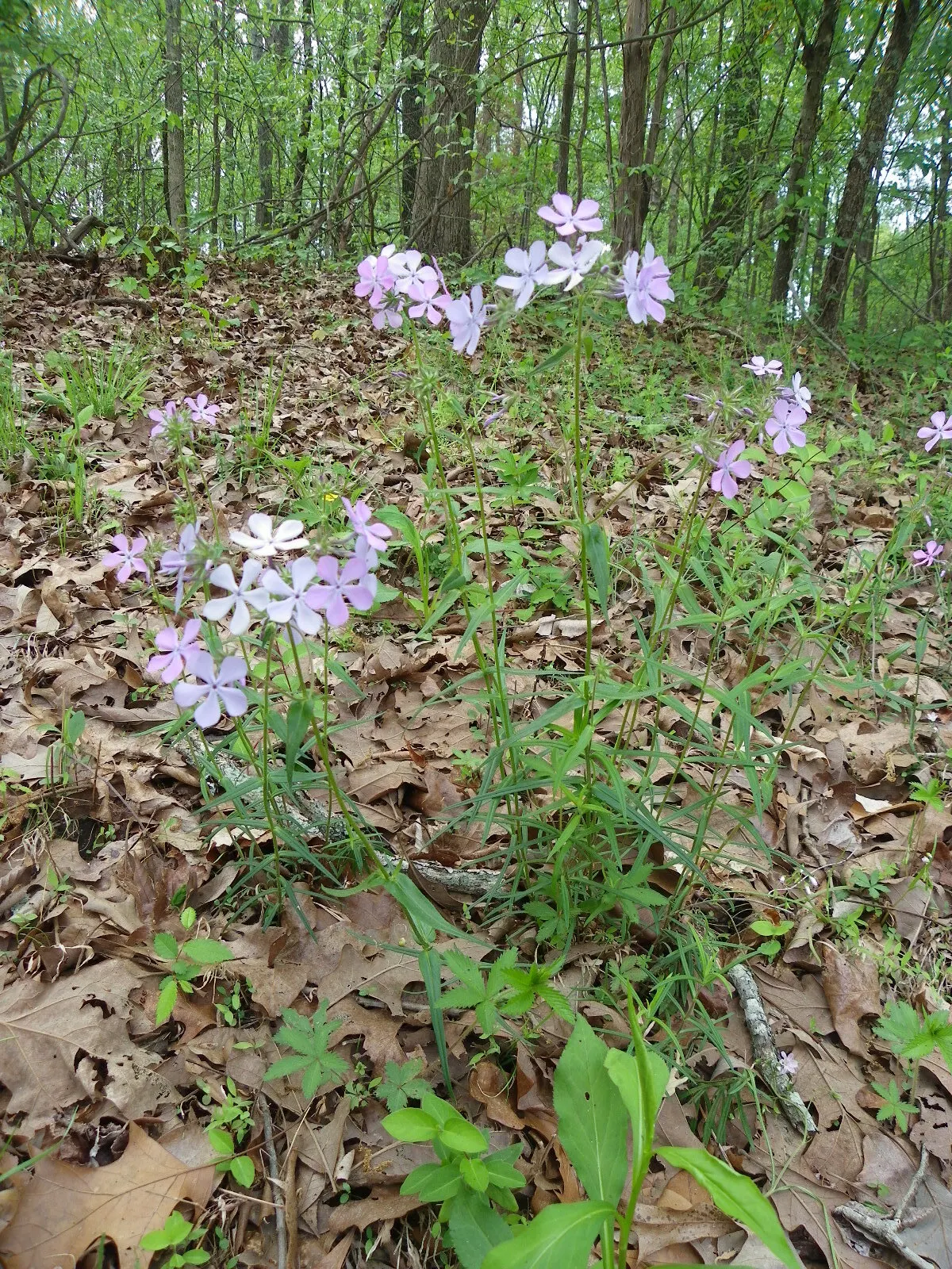 Wild Blue Phlox (Phlox Divaricata) — fragrant lavender-blue flowers blooming in spring; this low-maintenance plant attracts pollinators, image 70