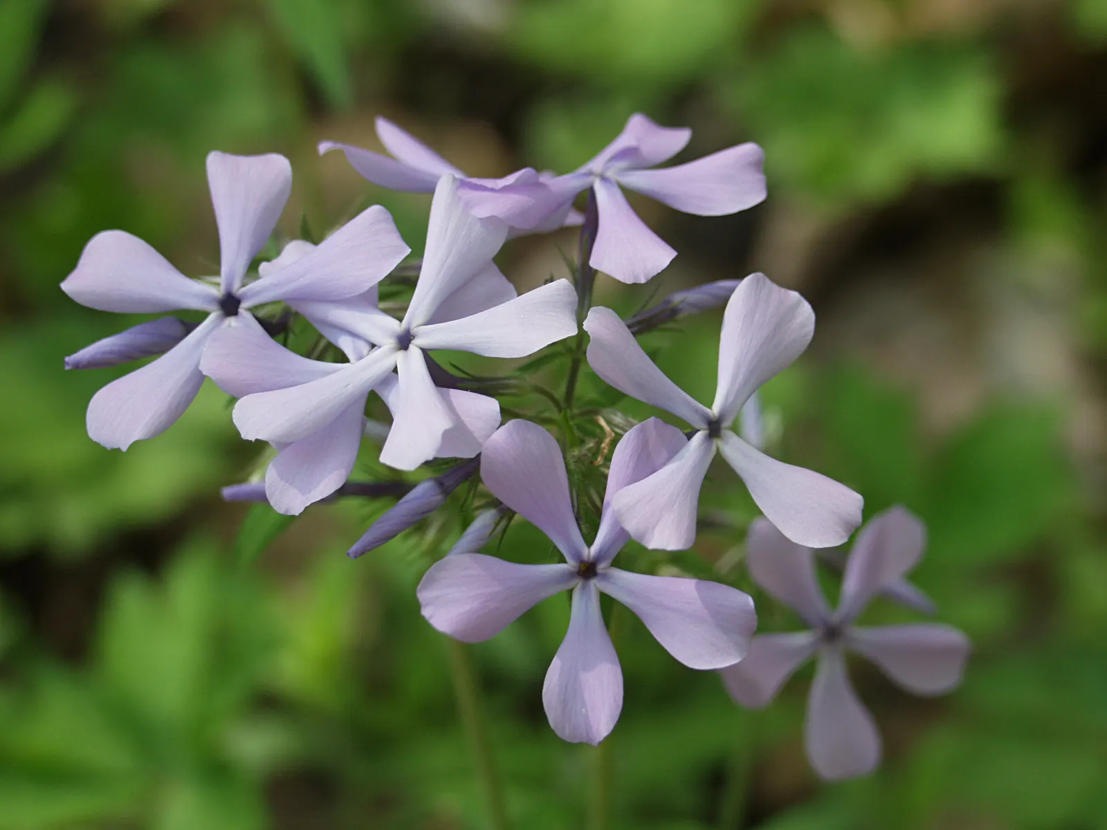 Wild Blue Phlox (Phlox Divaricata) — showcasing its versatility in providing ground cover as well as featuring in borders; blue and multi-colored, image 102